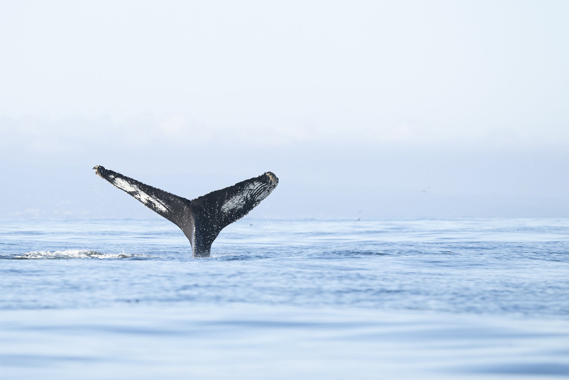 S-Humpback SoundingZ8O_2644-NEF_DxO_DeepPRIMEXD.jpg