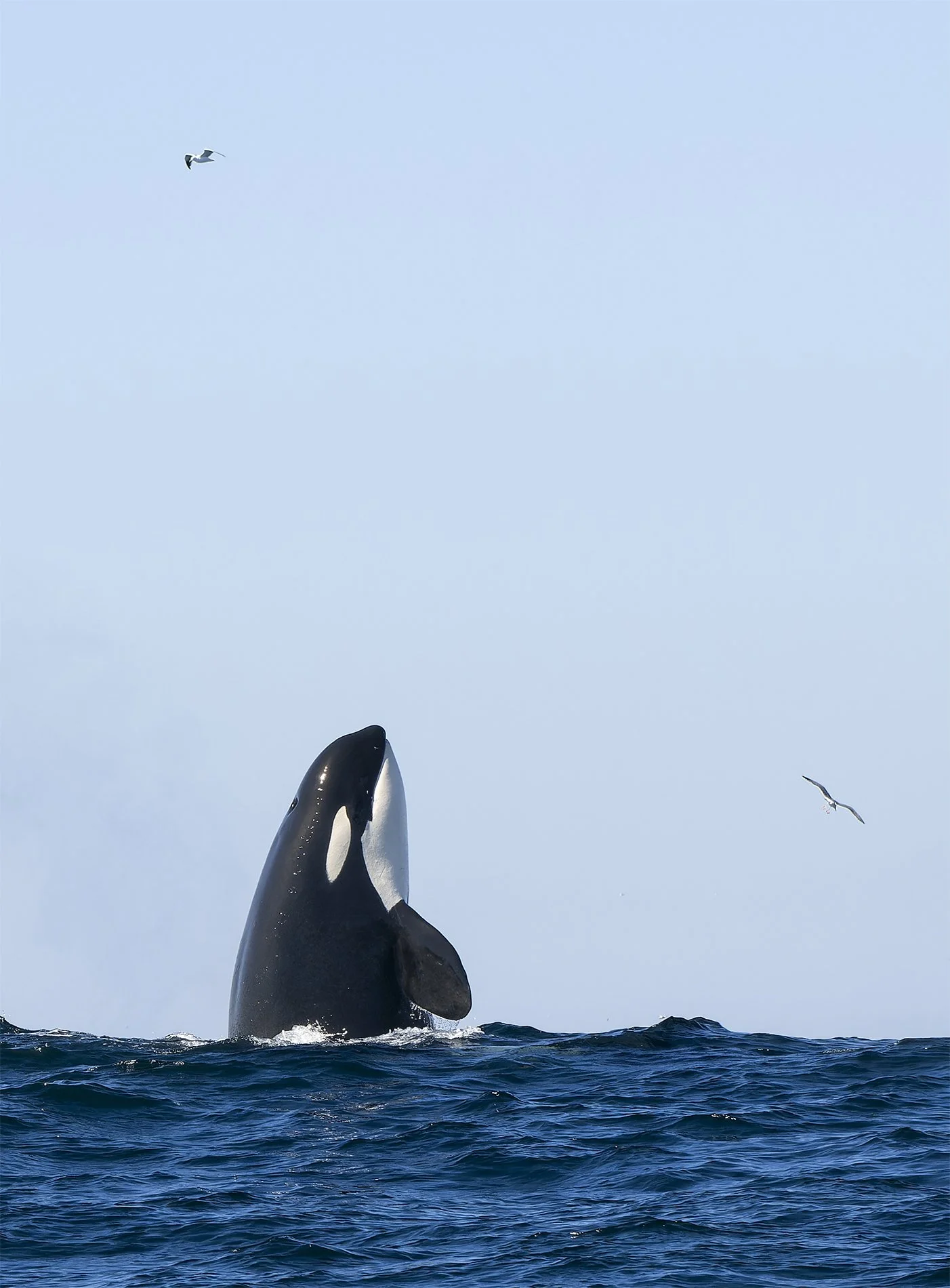 S-Orca Spy Hop BJL_7396-NEF_DxO_DeepPRIMEXD-Edit.jpg