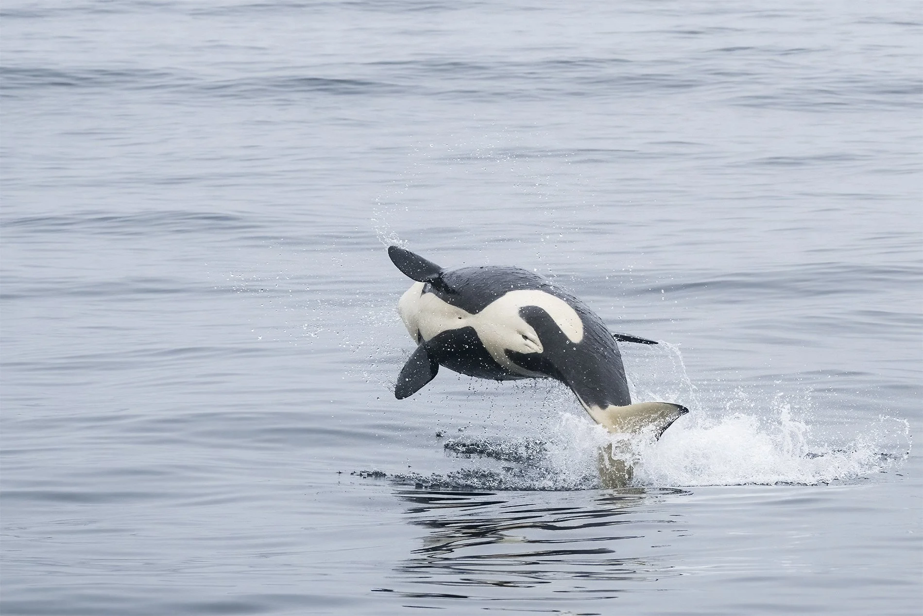 S-Breaching Orca BabyZ8O_6925.jpg