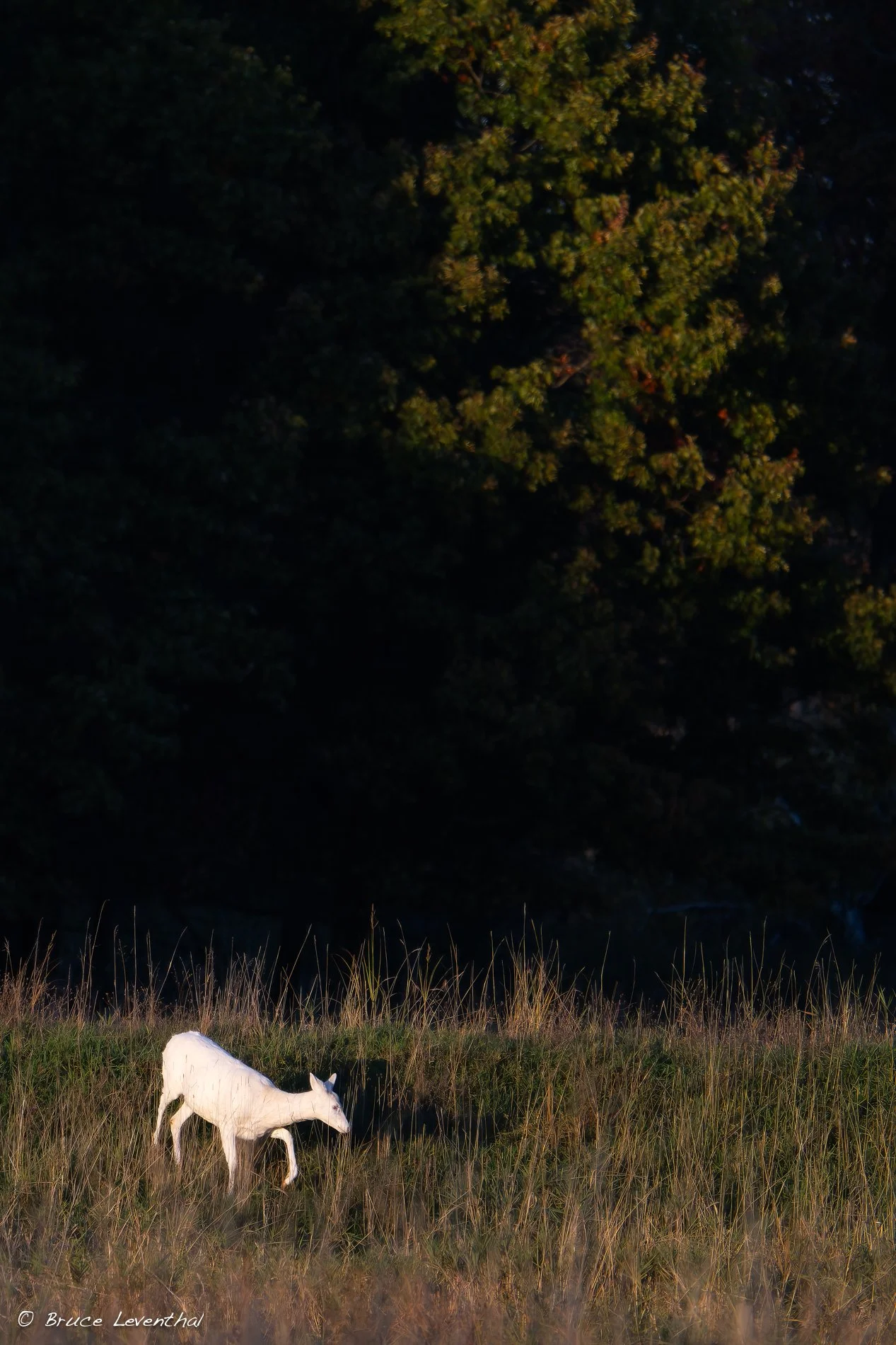 Albino Doe Dramatic Light-BJL_6669-NEF_DxO_DeepPRIMEXD-Edit.jpg