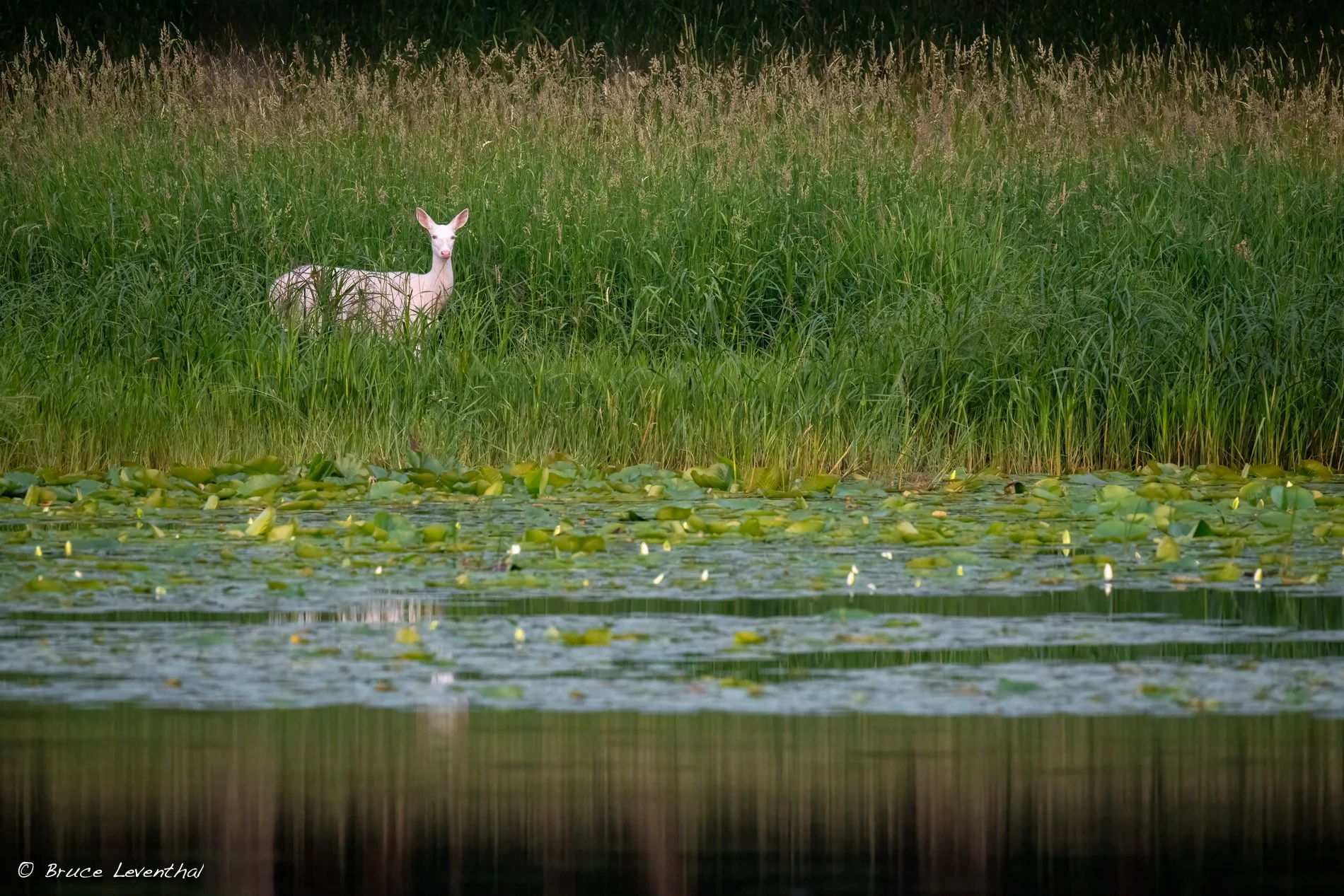 Albino Deer Doe Wetland-BJL_8572-Edit.jpg
