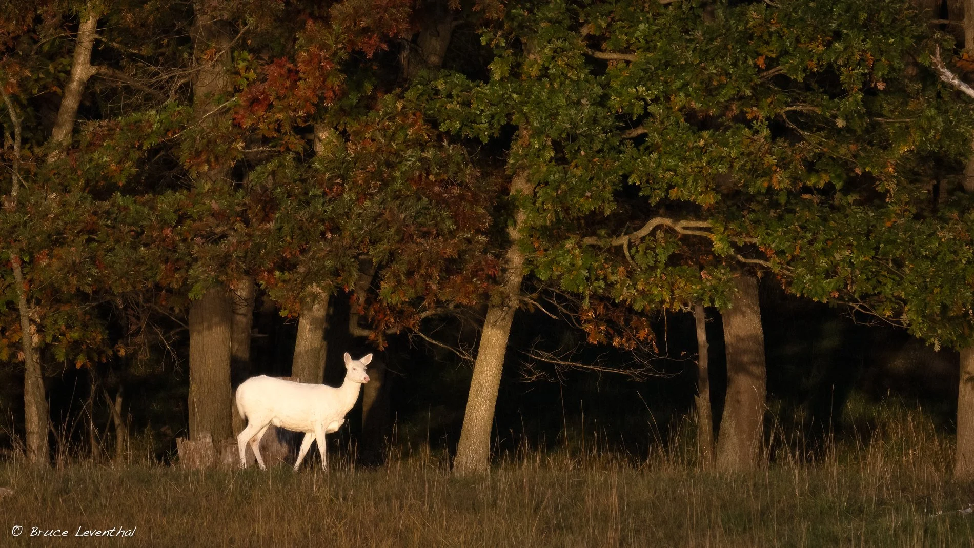 Albino Doe Dramatic Light-BJL_6758-Edit-Edit.jpg