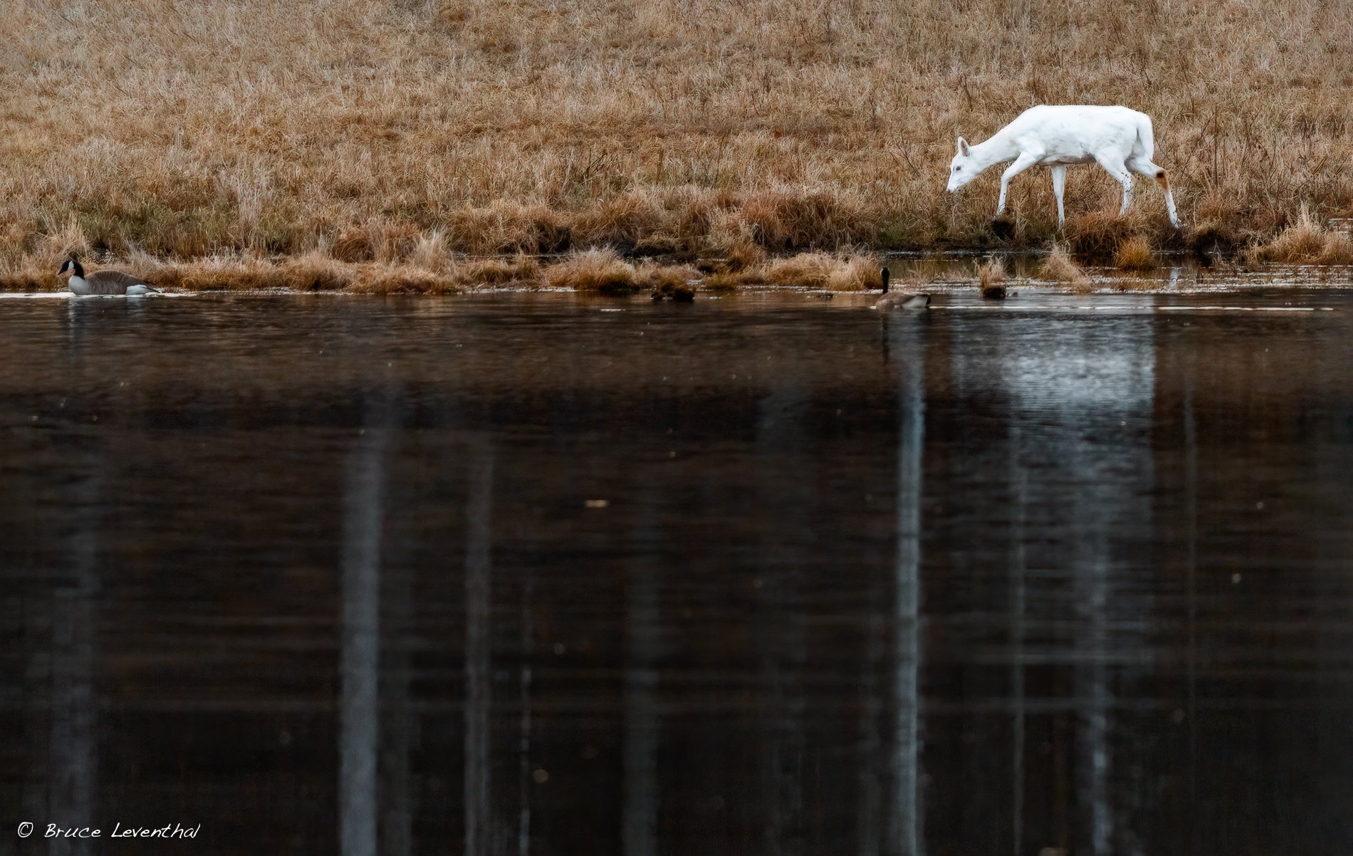 Deer Albino Doe by water-_LEV0185-Edit-Edit-Edit.jpg