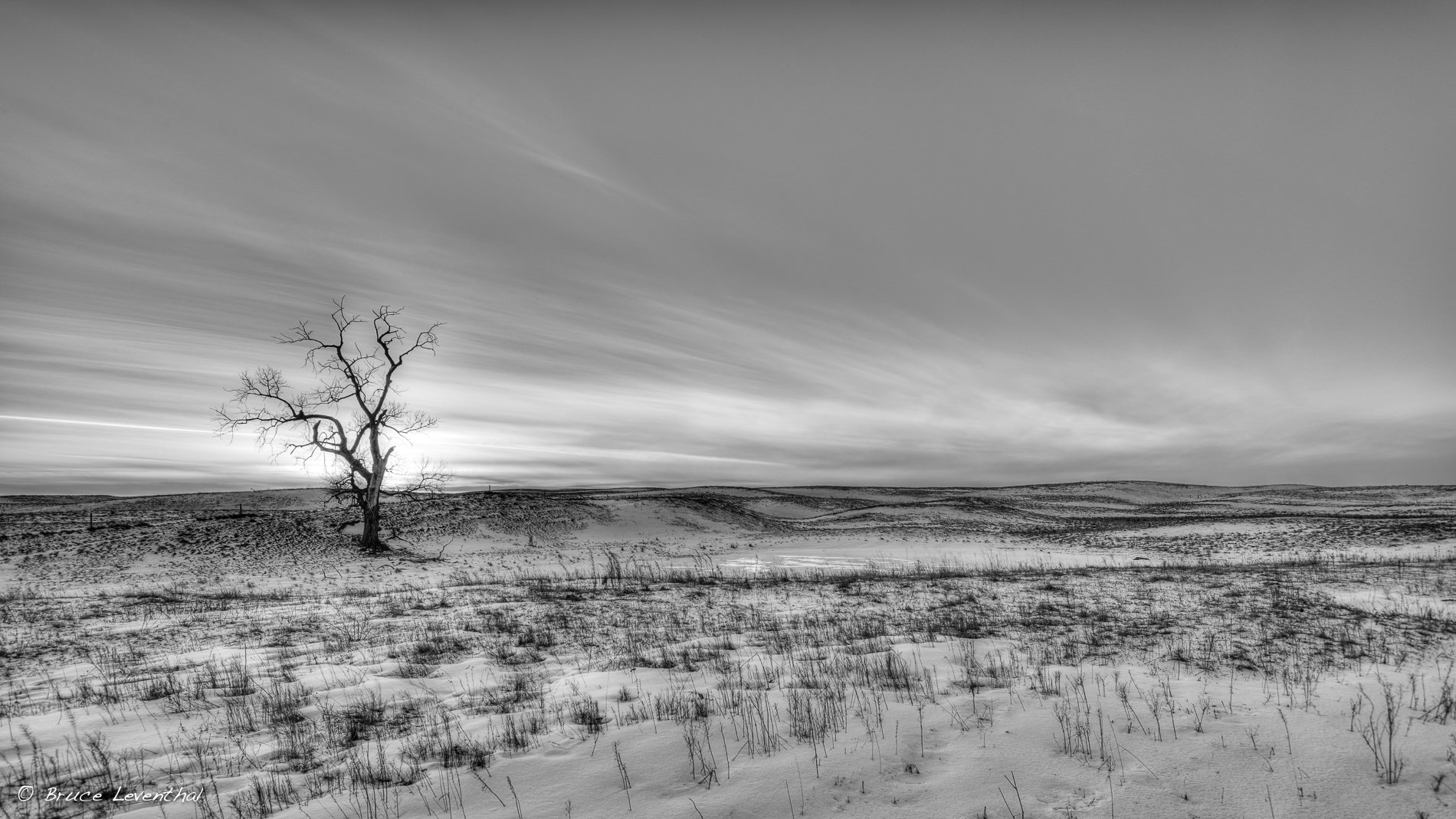 Tree BnW_BJL1406-9tm.jpg