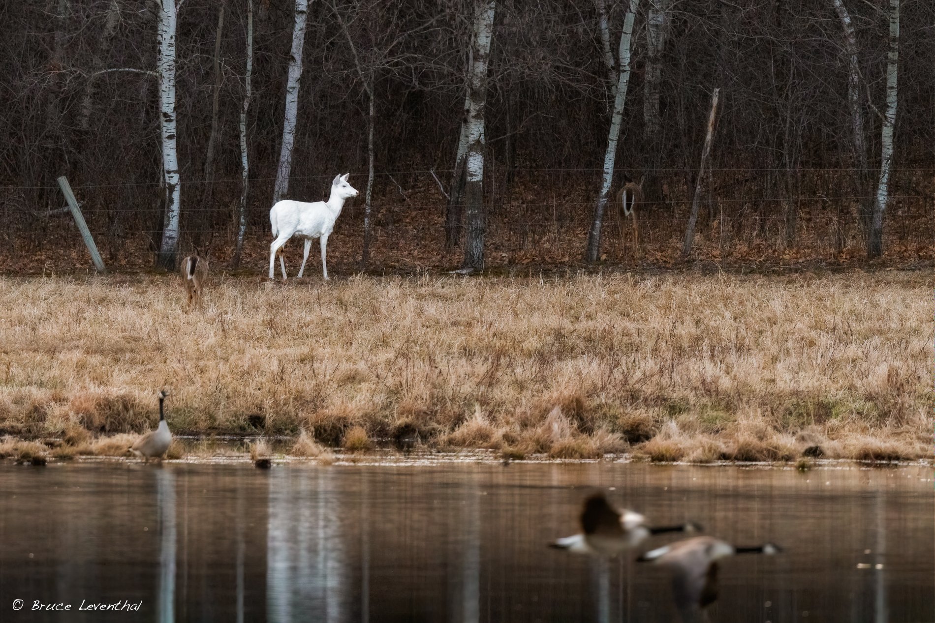 Deer Albino Doe by water-_LEV0300-Edit-Edit-Edit.jpg