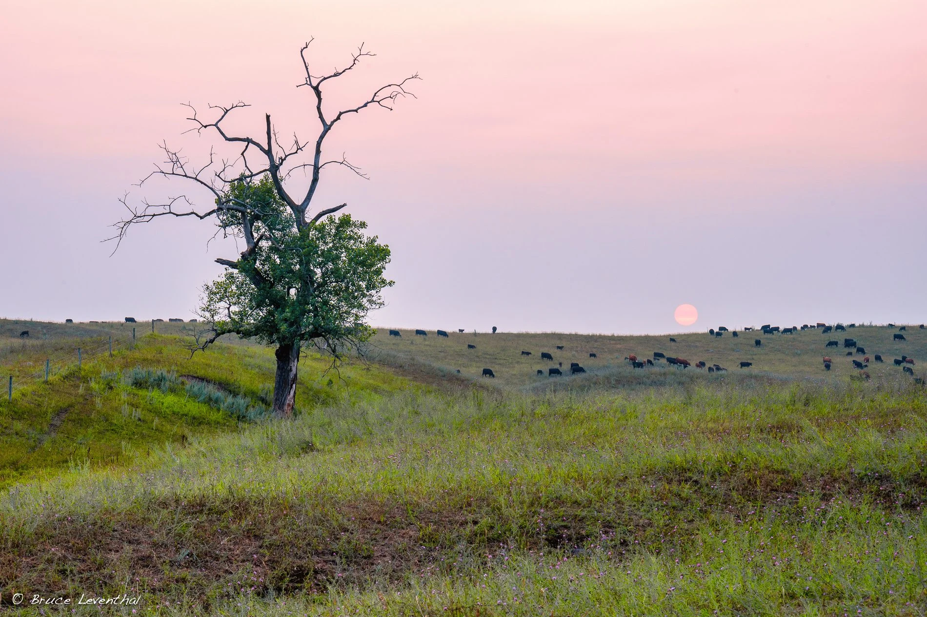 Tree Cattle SunsetTree Sunrise-Z61_3350-Edit.jpg
