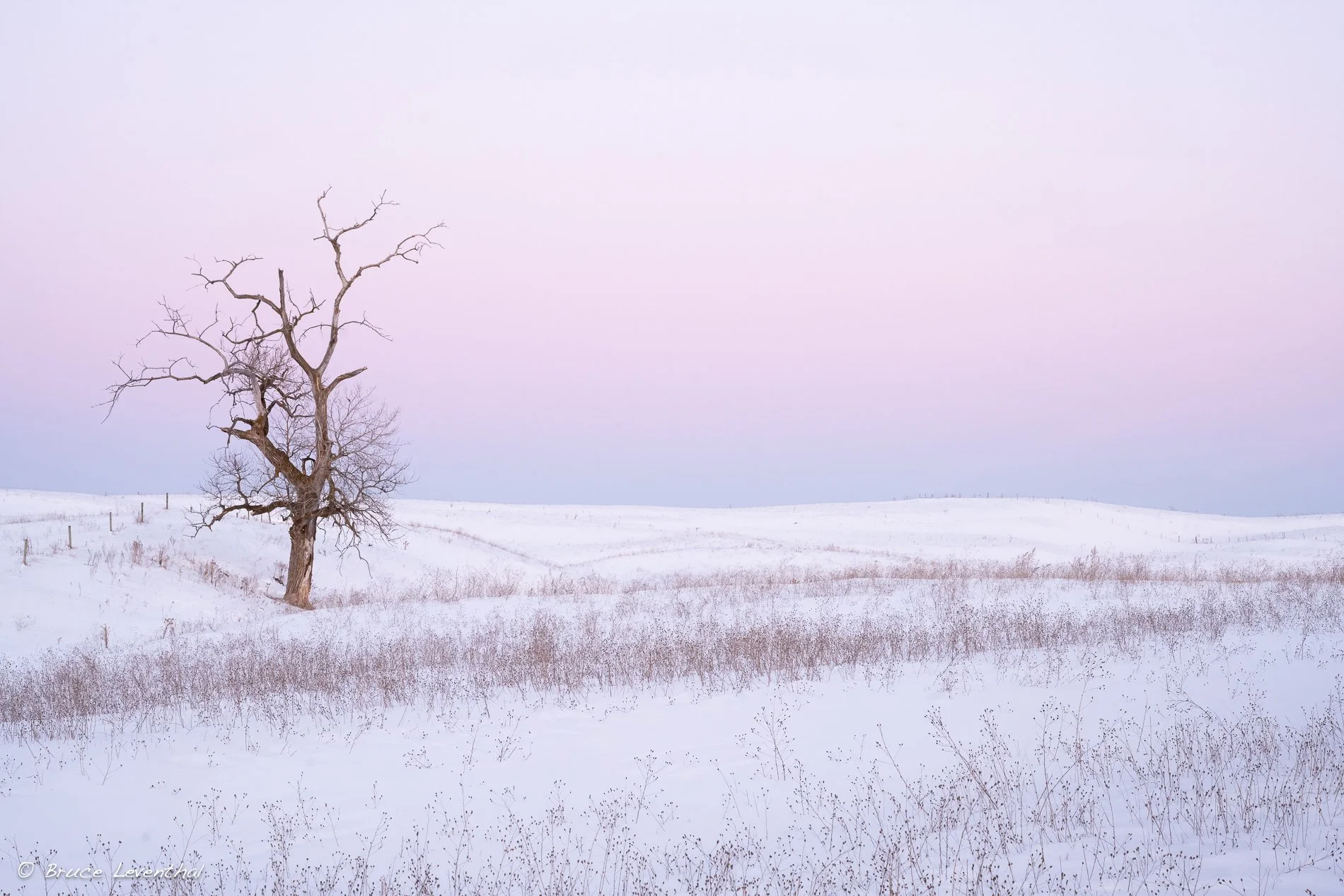 Tree Crisp MorningLandscapeTree-BL7_0022-Edit.jpg