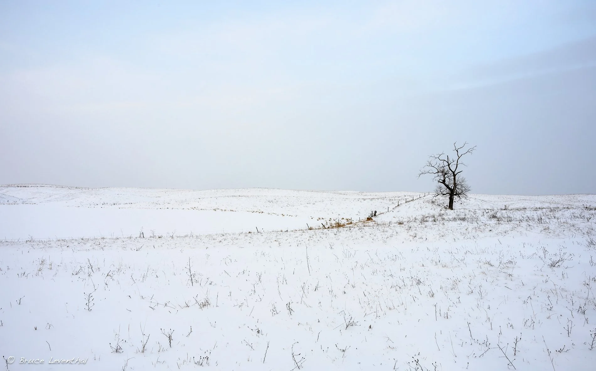 Tree LongView WinterWinterMinimalism_BJL0273-Edit.jpg