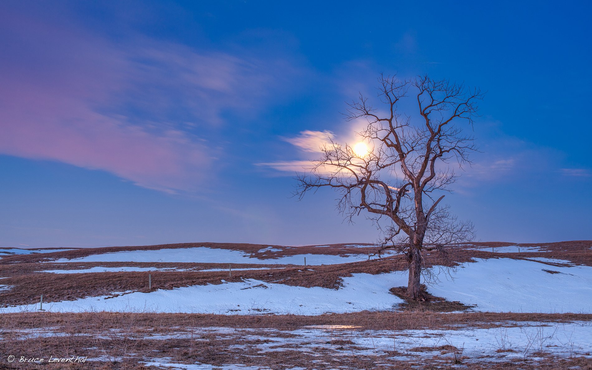TreeMoon-1 _MG_0195 - 2011-02-19-Edit.jpg