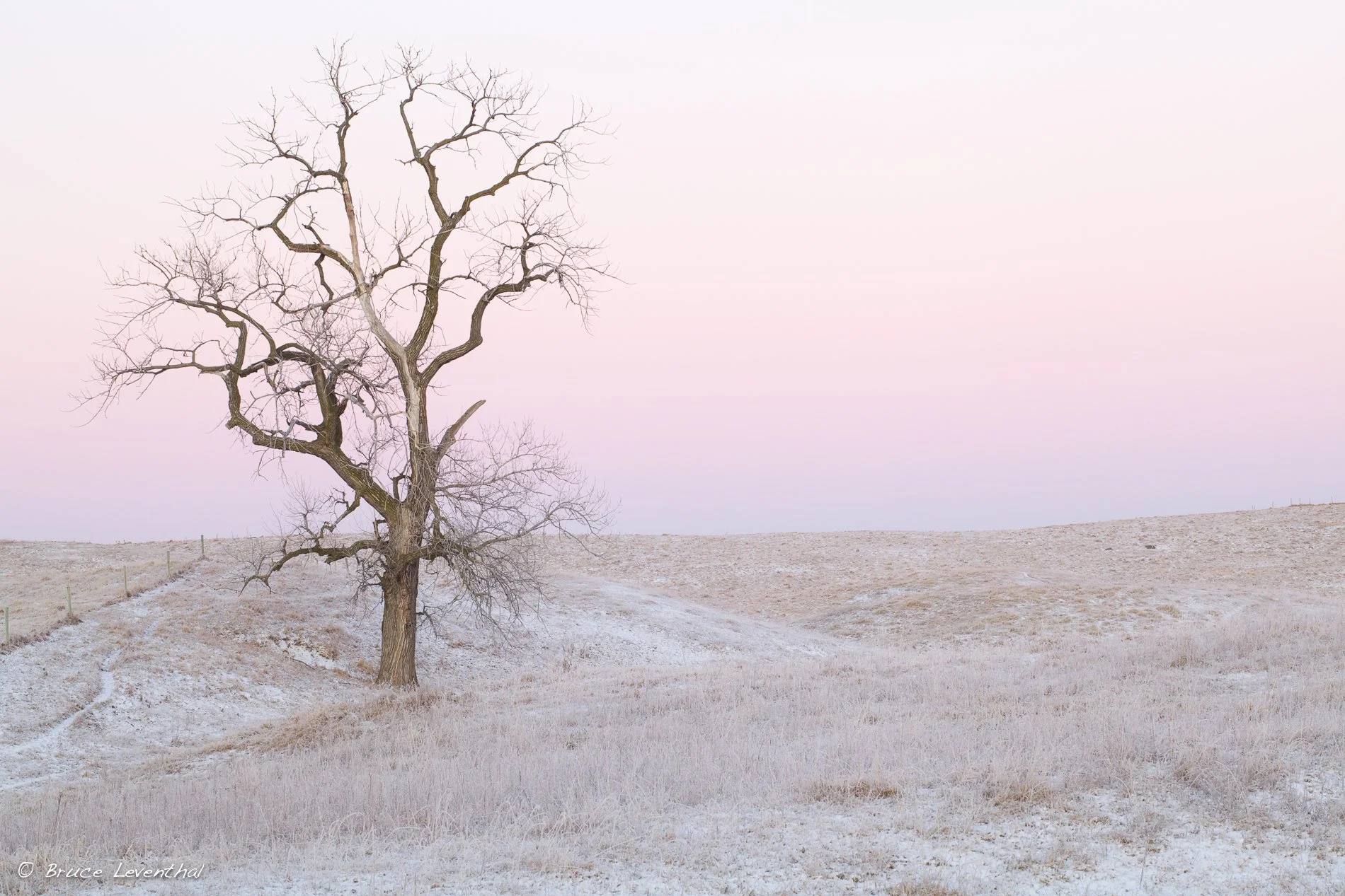 TreeMoon-WinterMorning_MG_1829 - 2011-12-24.jpg