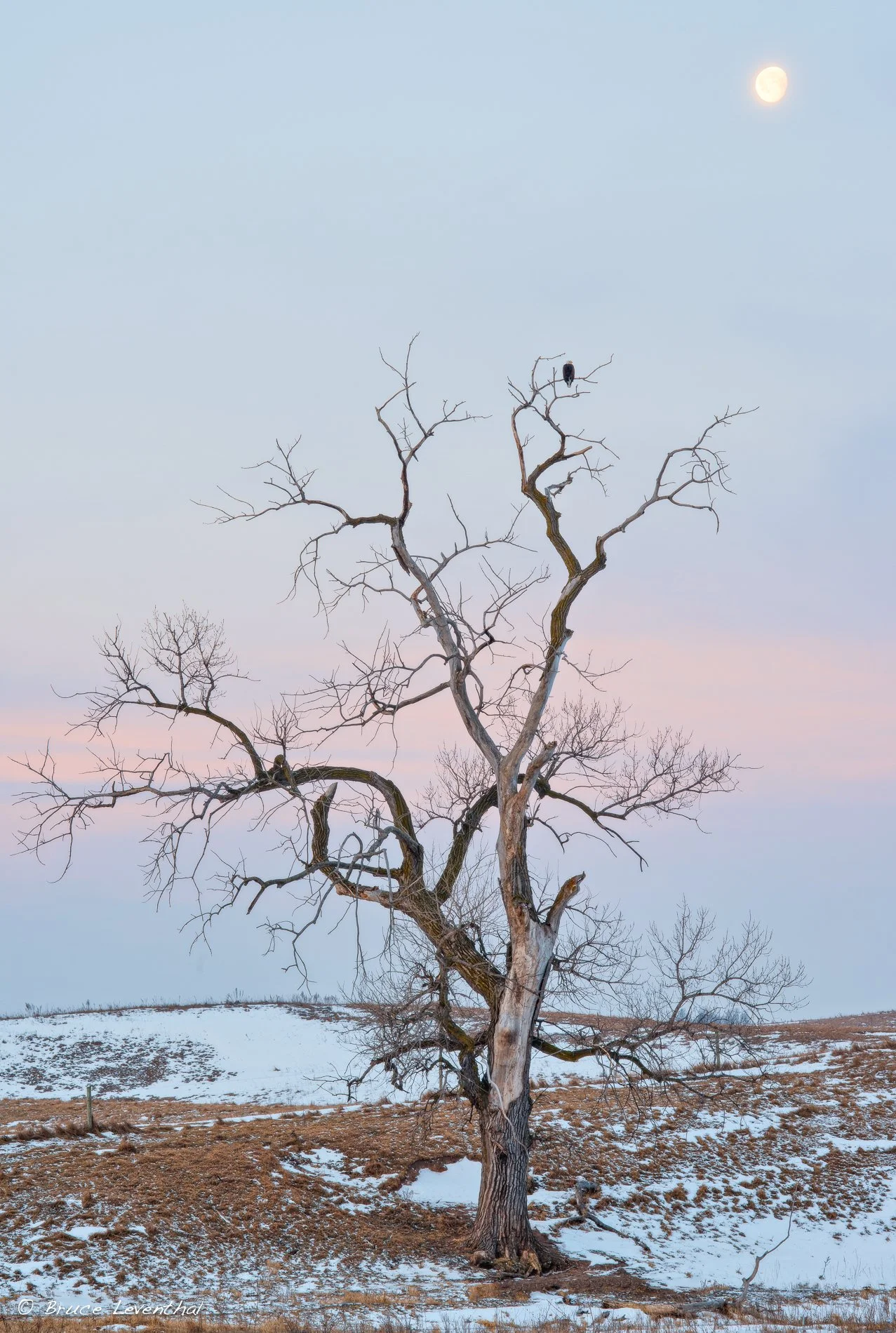TreeMoonEagle-WinterMorning_BJL1382-Edit-Edit.jpg