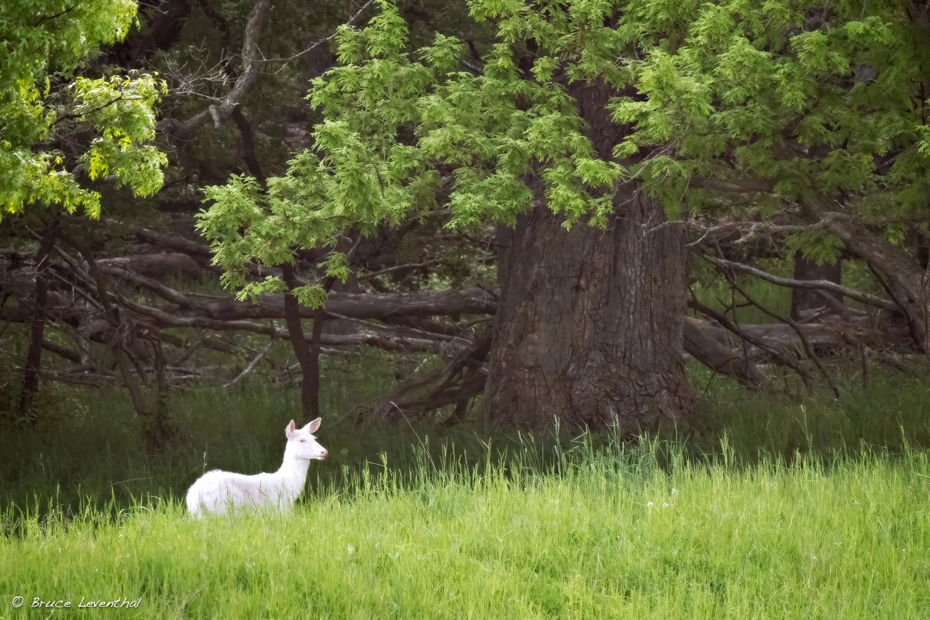 White Tail Deer Albino-BJL_7335-Edit-Edit.jpg