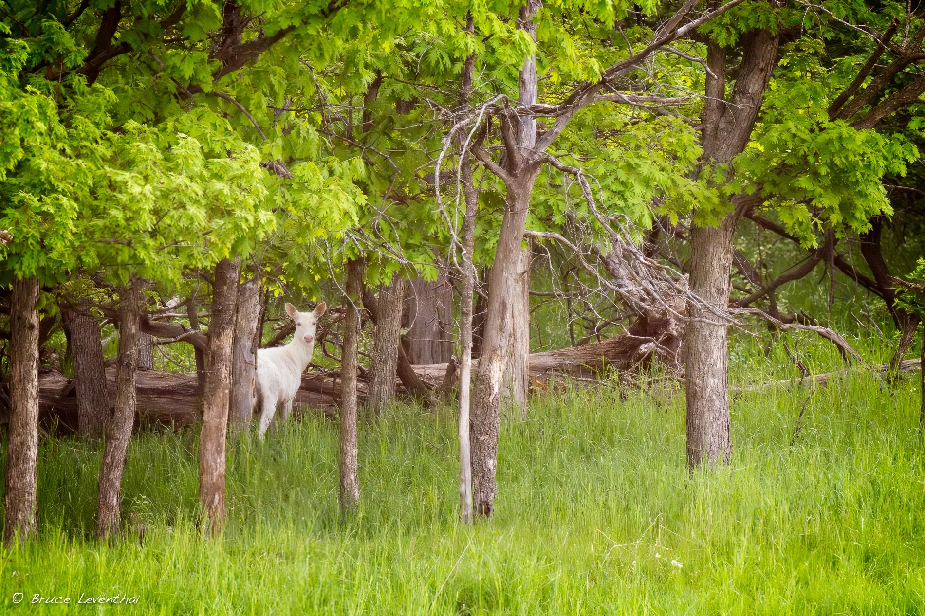 White Tail Deer Albino-BJL_7367-Enhanced-NR-Edit.jpg