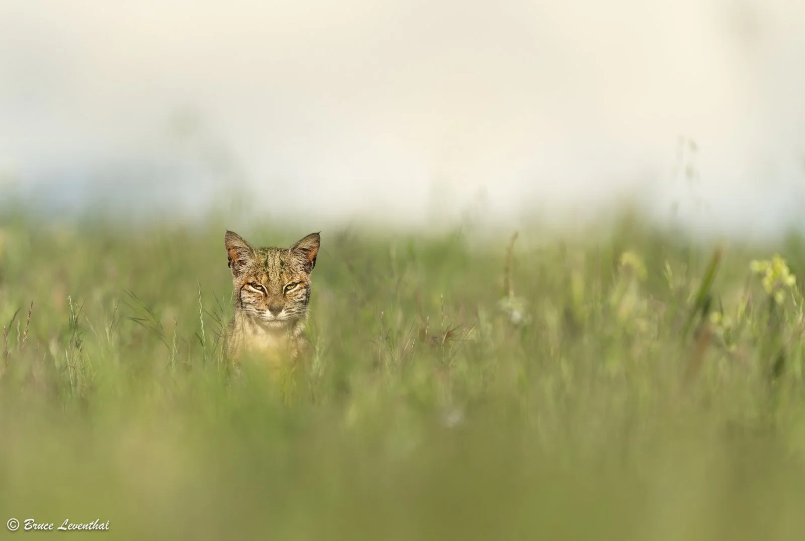 Bobcat : Point Reyes, CA