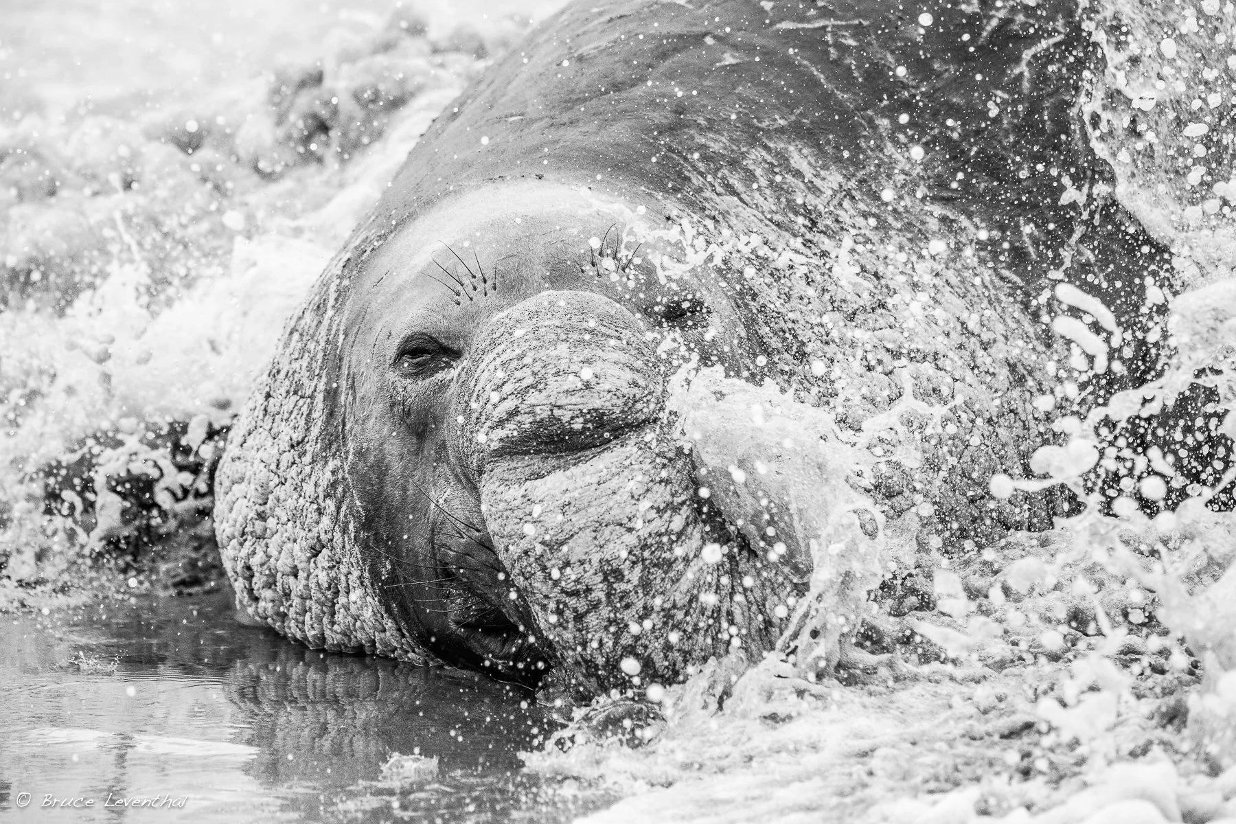Elephant Seal : Ano Nuevo, CA