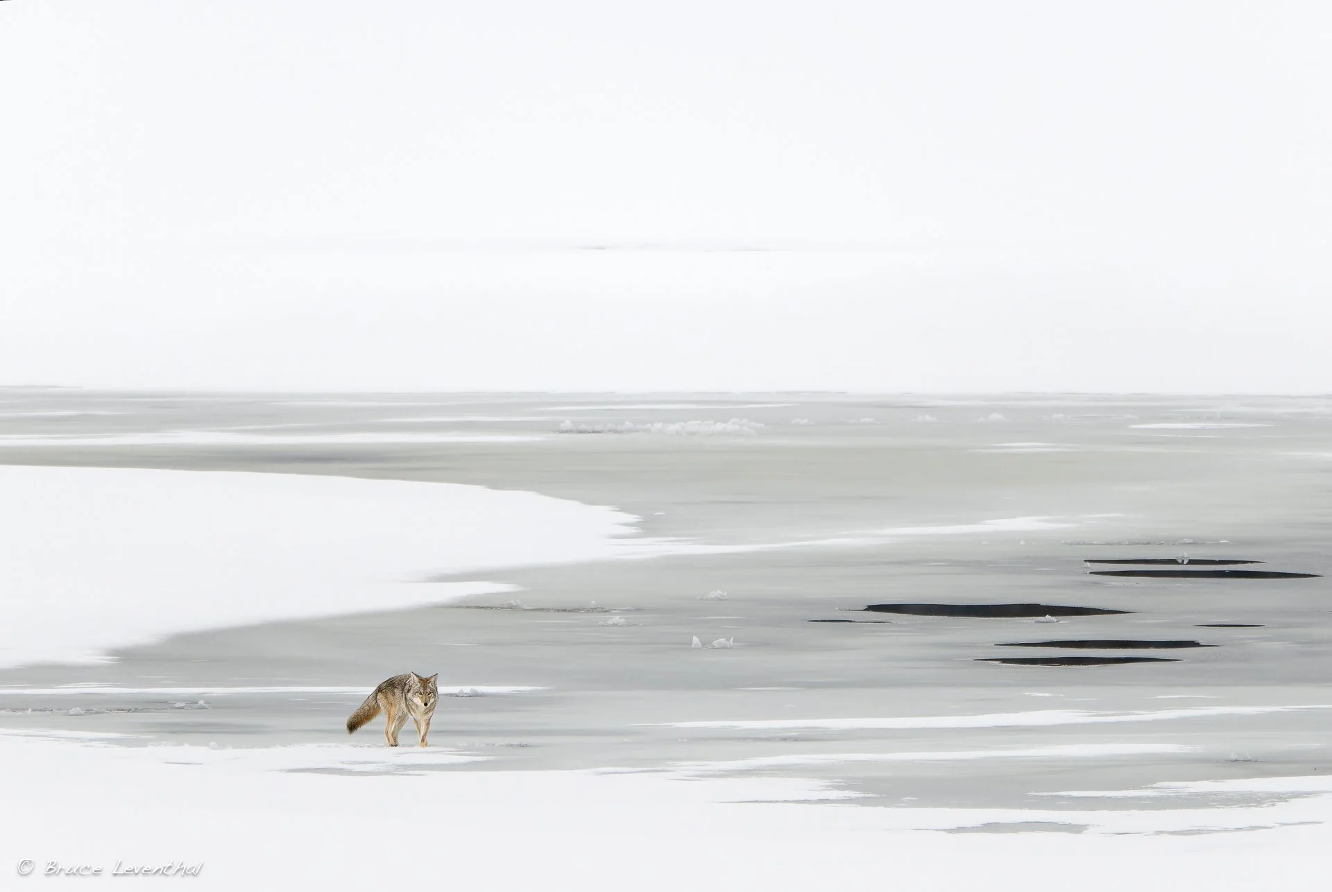 Coyote Minimalism : Yellowstone NP, WY