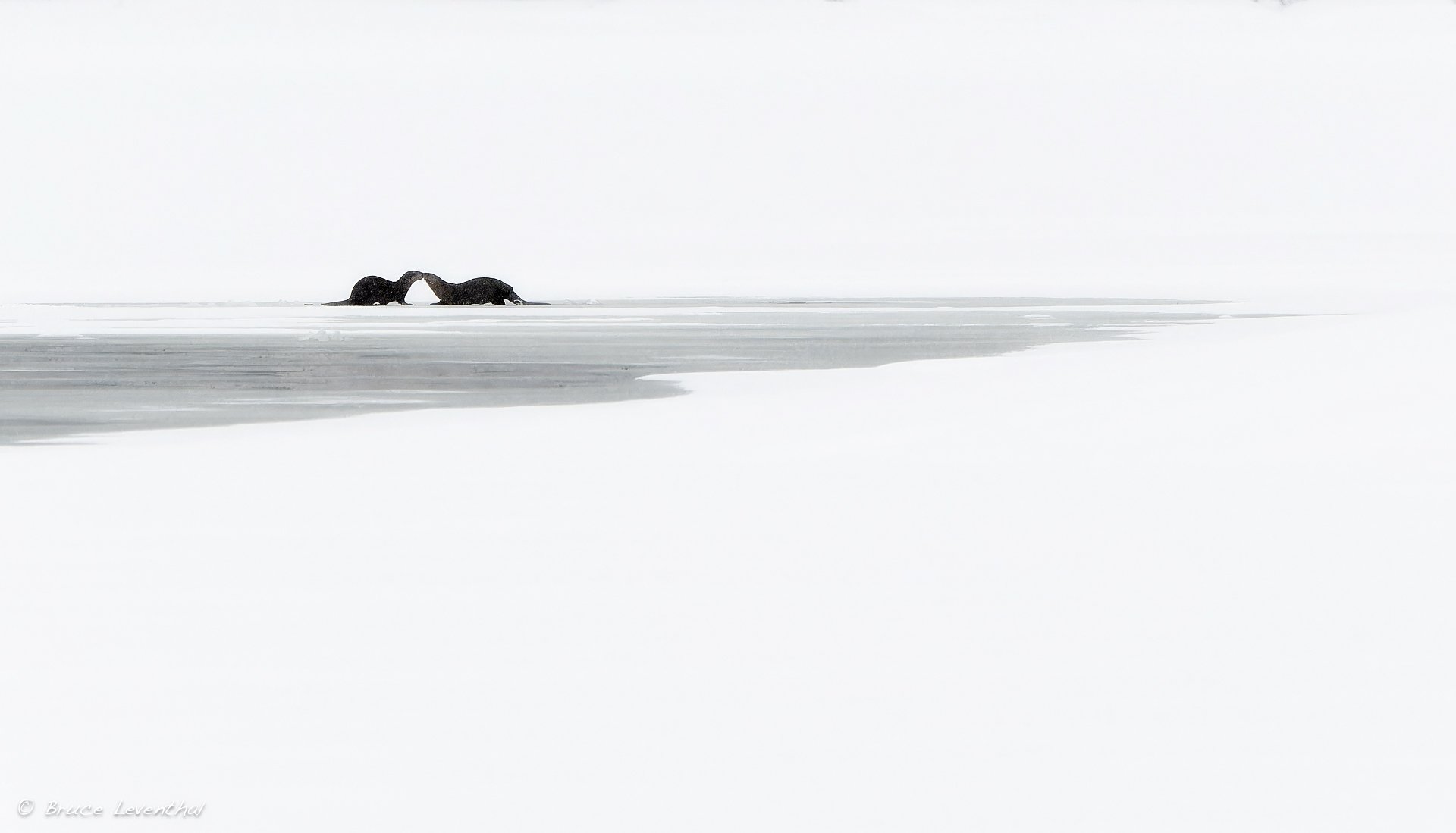 Otter Minimalism : Yellowstone NP, WY