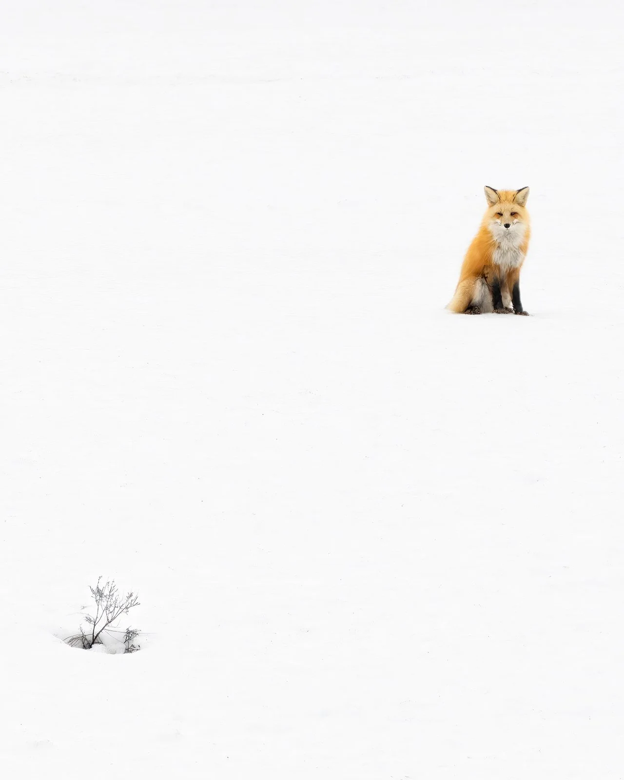Red Fox Minimalism : Yellowstone NP, MT