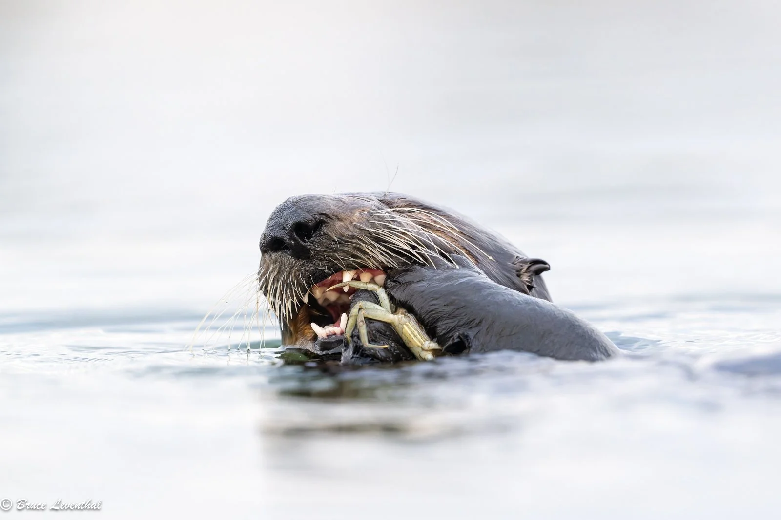 Sea Otter and Crab : Elkhorn Slough, CA