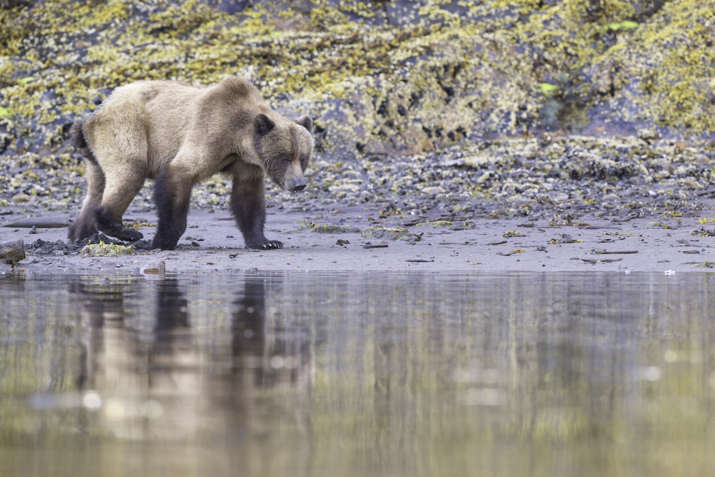 Beach Walk Bear-B-Z9A_6935.jpg