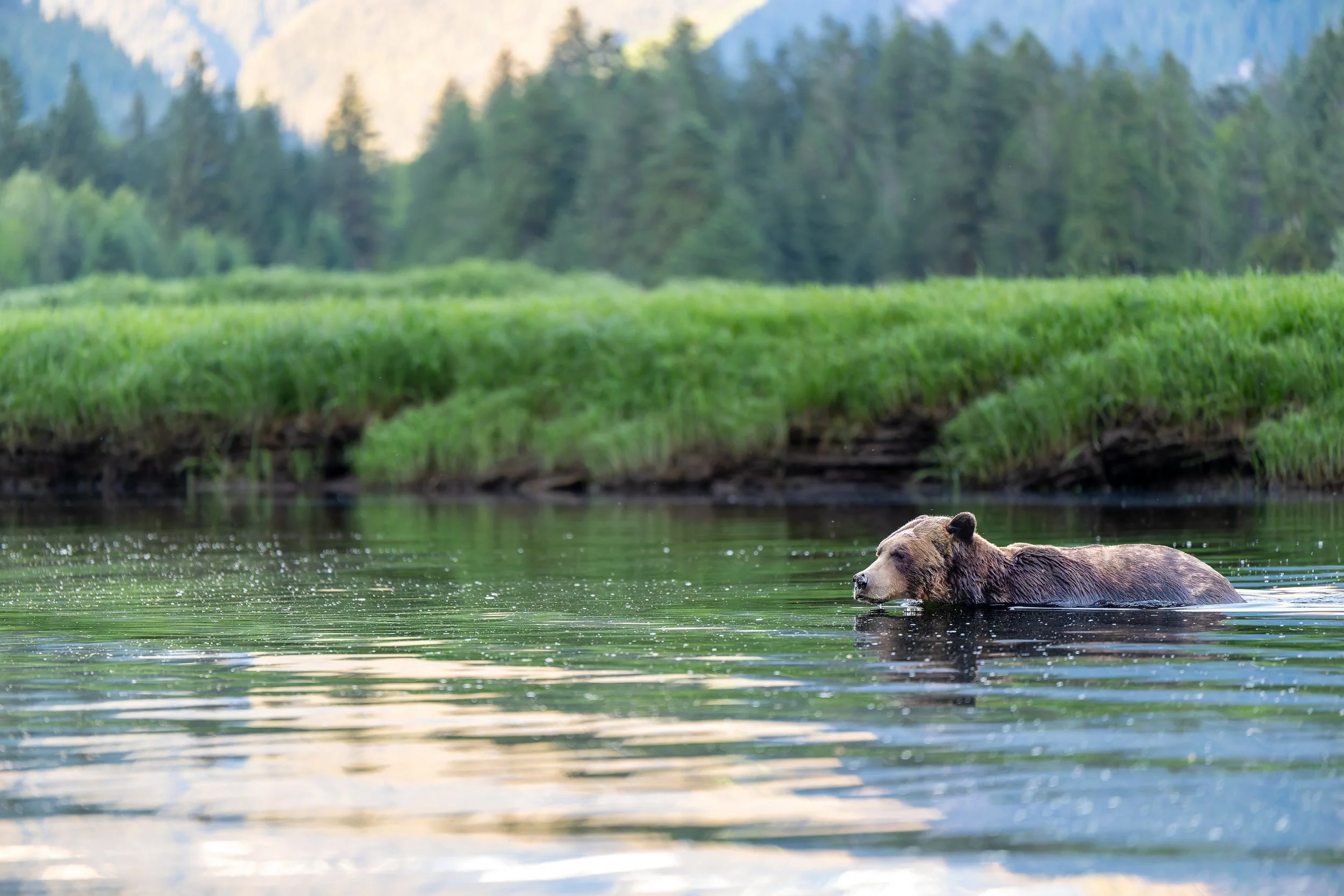 Bear Swim Blend-Z80_7661.jpg