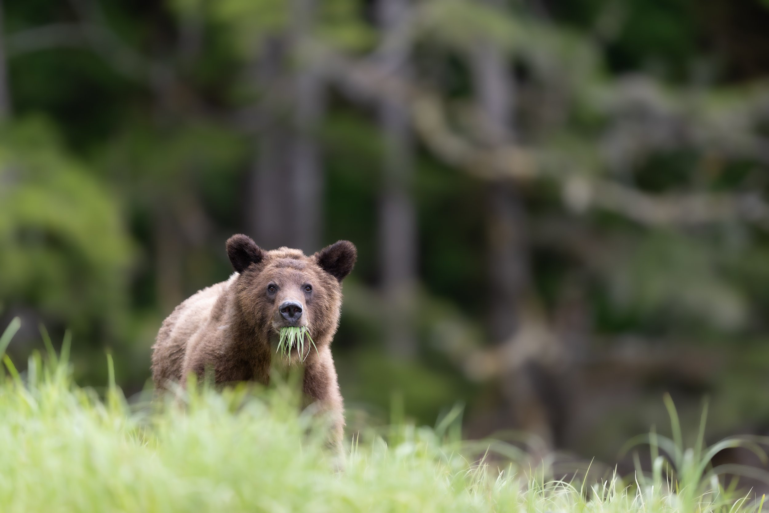 Bear w Grass in Mouth-20260610-Z9B_4256.jpg