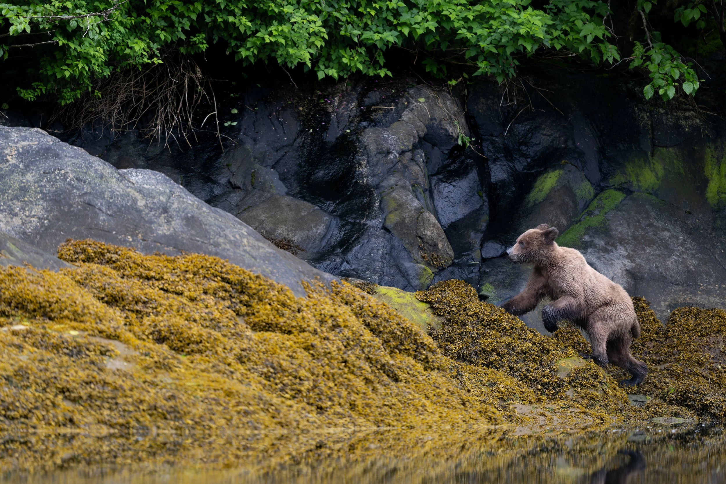 Bear Walking up SeaweedZ9B_5351.jpg