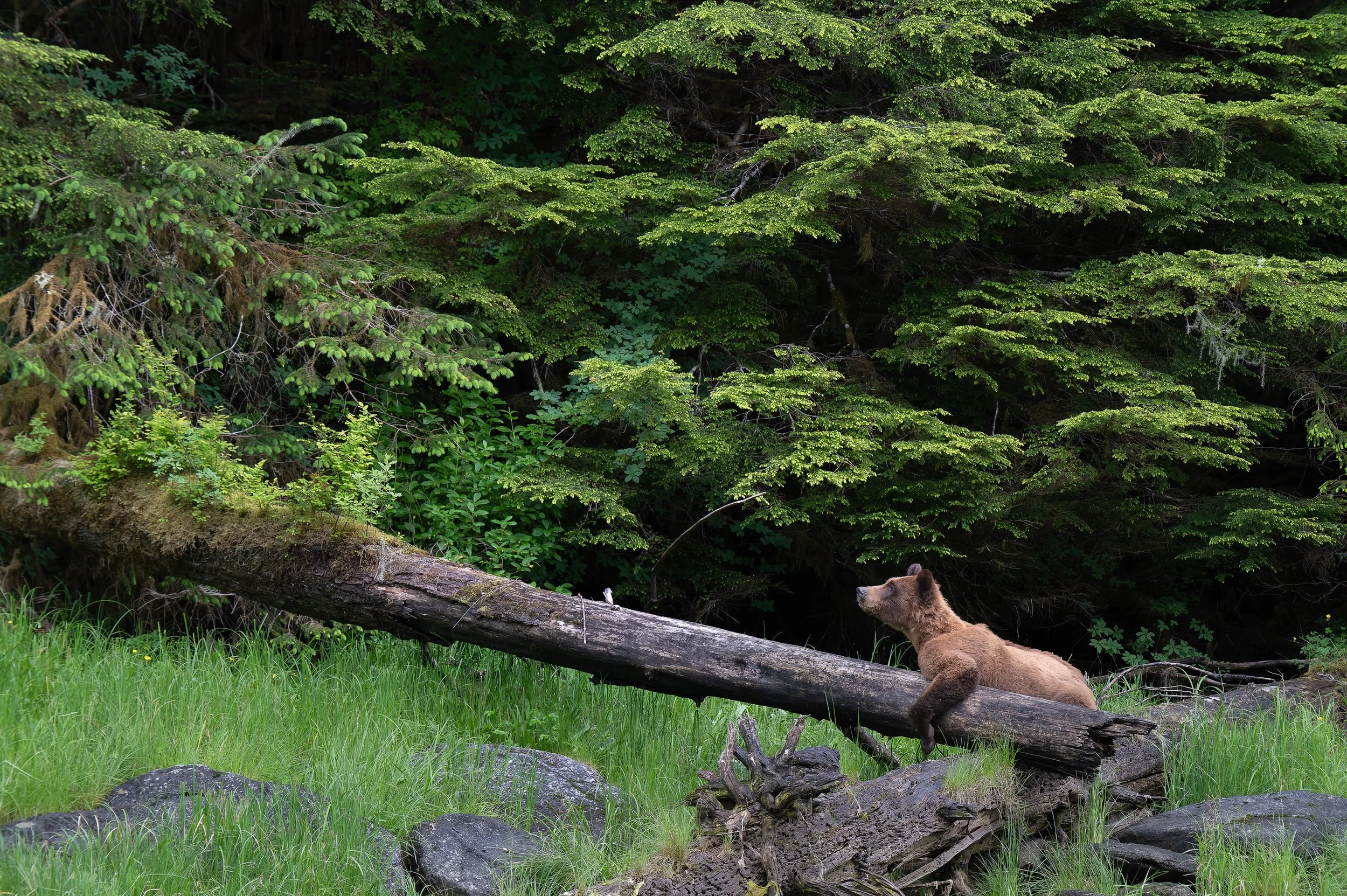 BearAndTree20260610-Z8O_5730.jpg