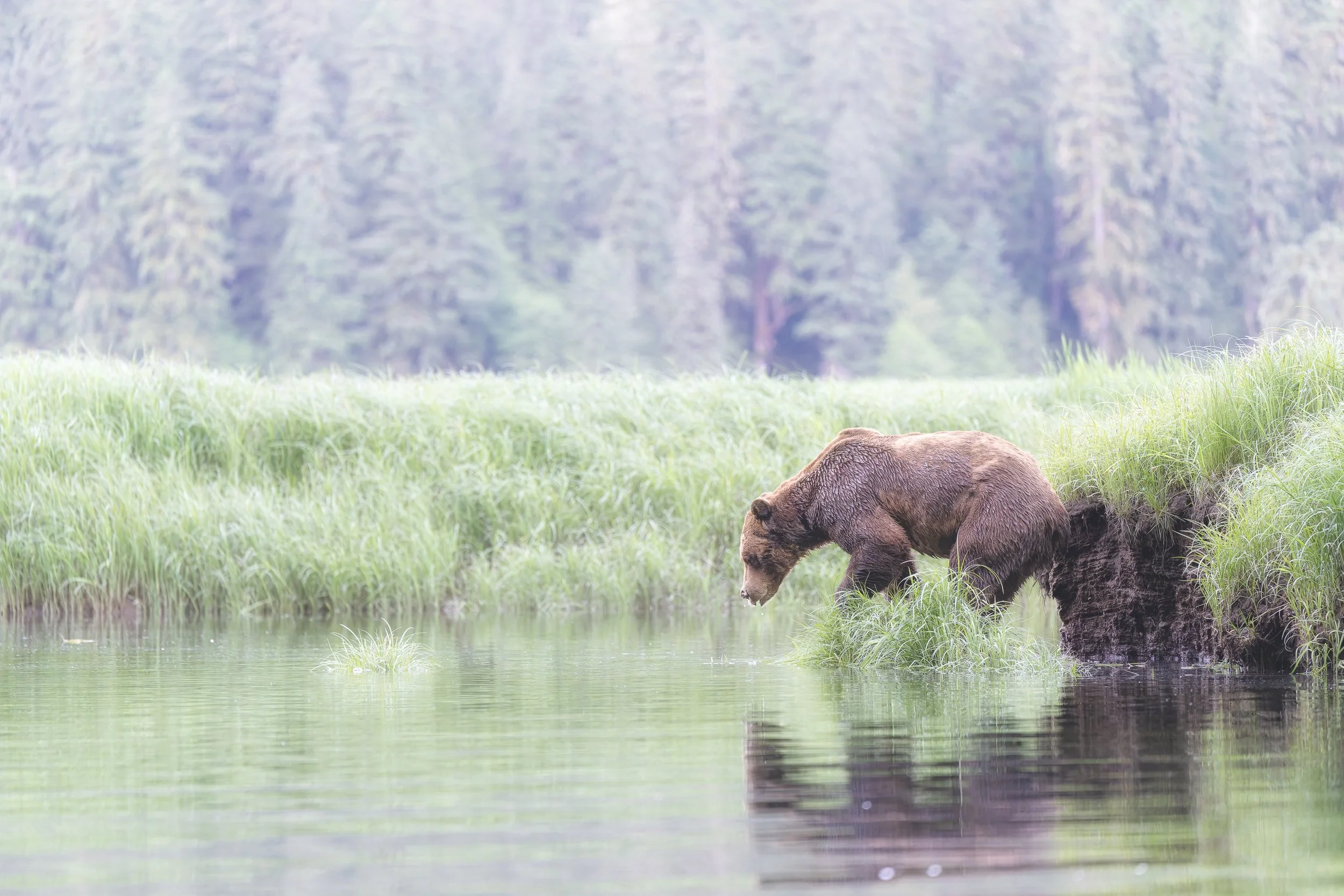 BearOverWater Fog-Z8O_7533-Edit.jpg
