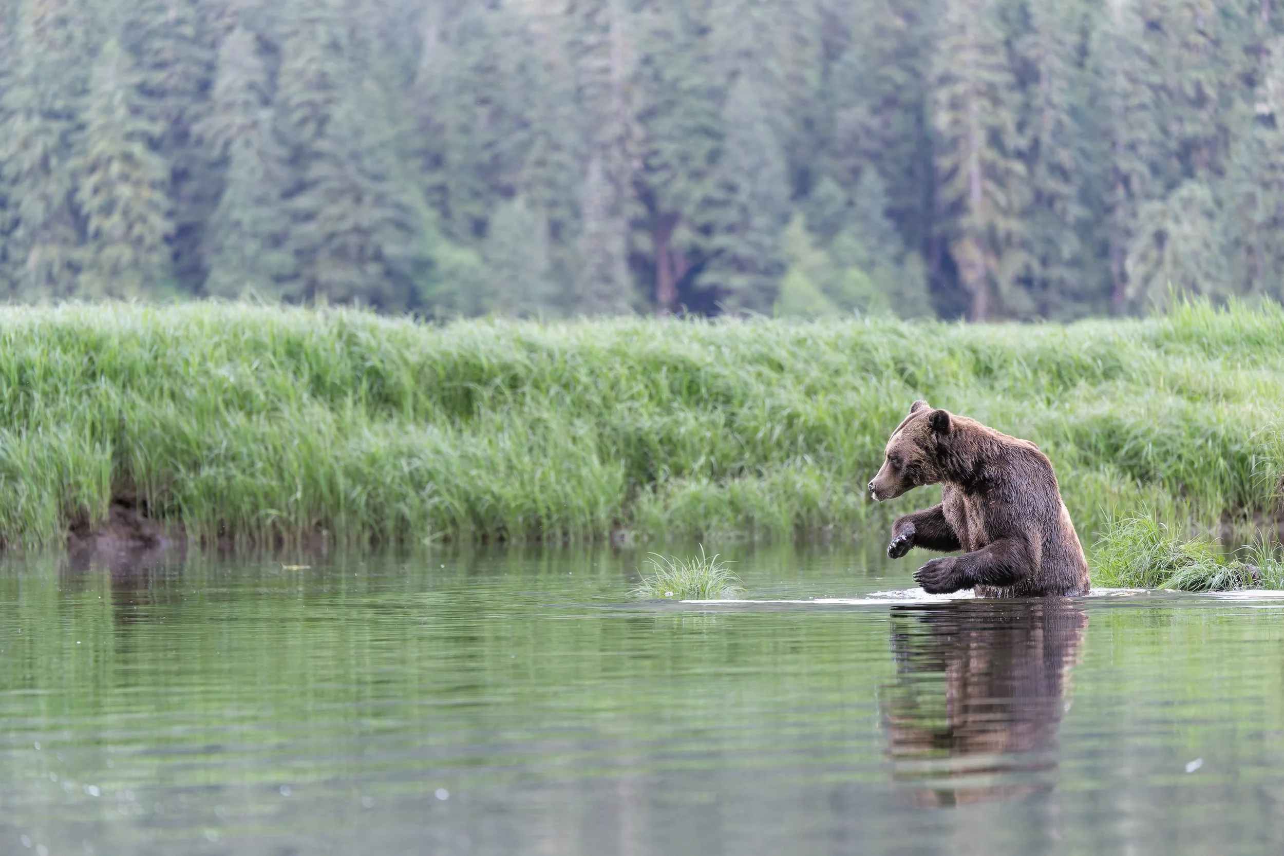 BearStandingInWater NoFog-Z8O_7547-Edit.jpg