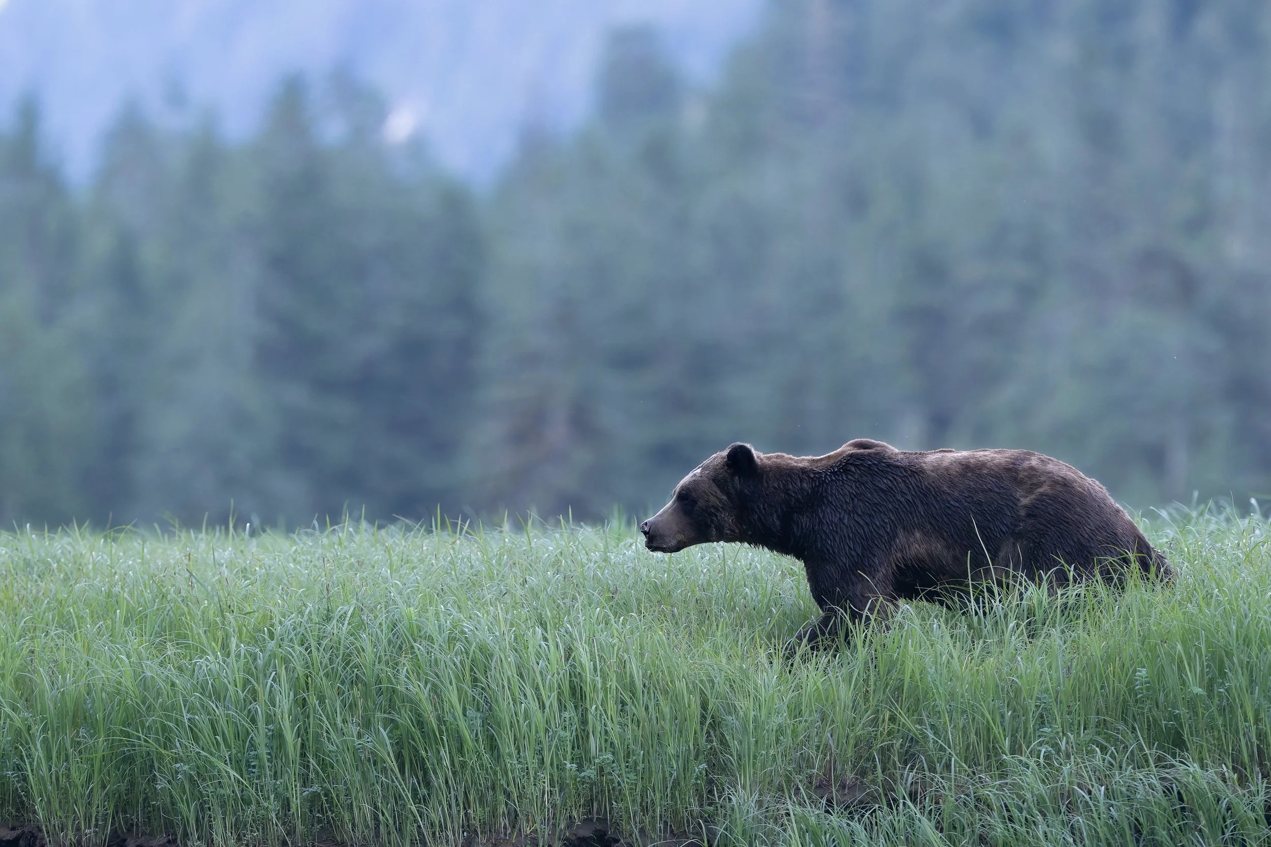 BearWalkinginGrass-Z9B_7990.jpg