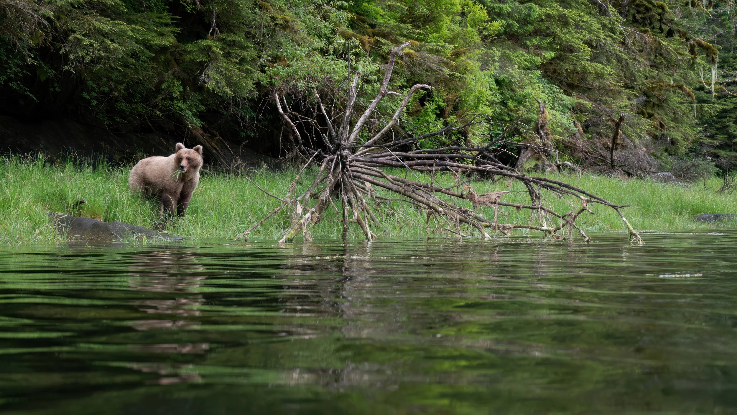 BearWithTreeBonesZ8O_6108-Edit.jpg