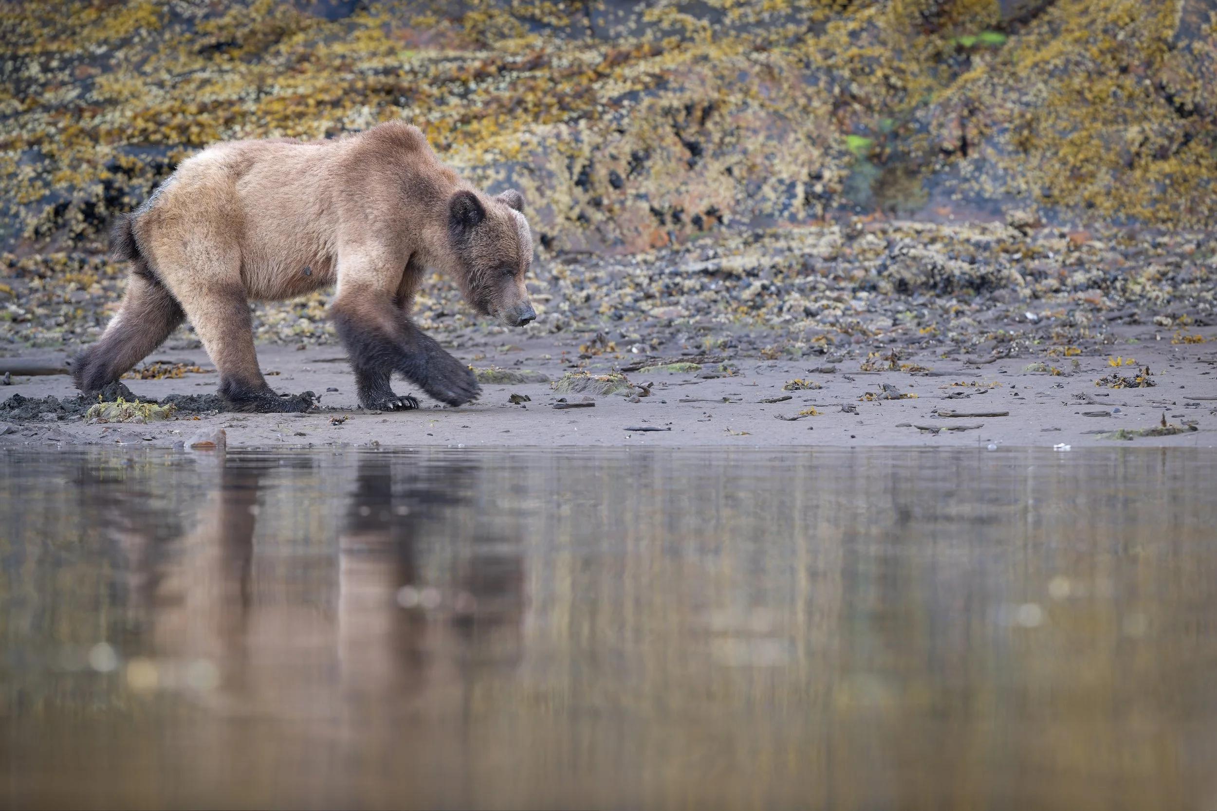 Dawn Bear in Fog-Z9A_6938-Edit.jpg