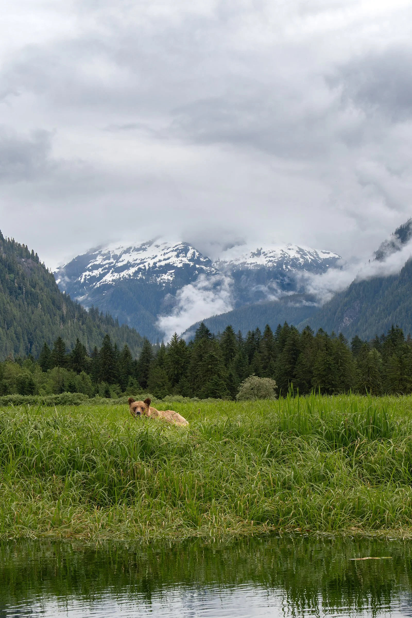 Grizzly MountainscapeZ80_6666.jpg
