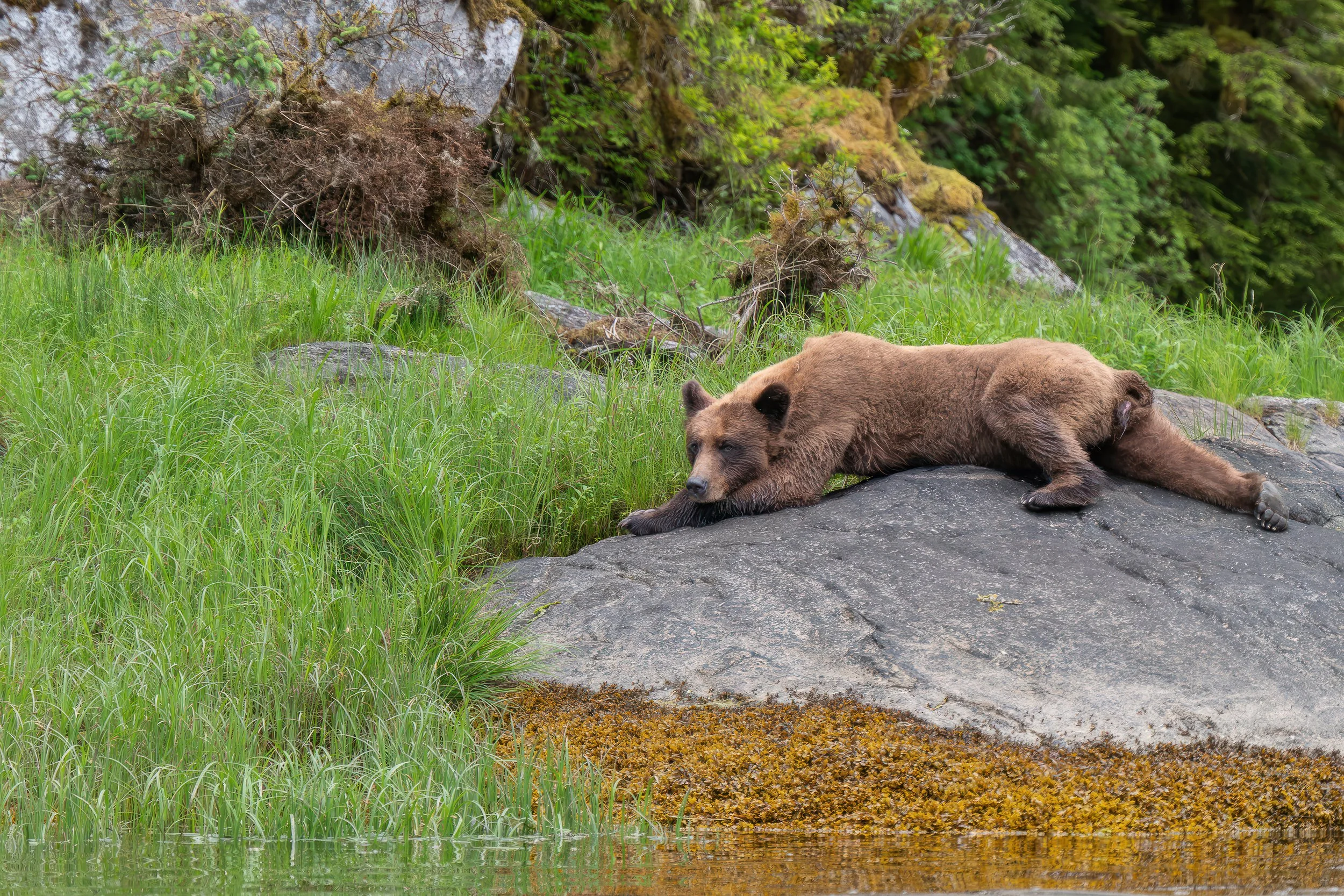 GrizzlyRelaxing-5388.jpg
