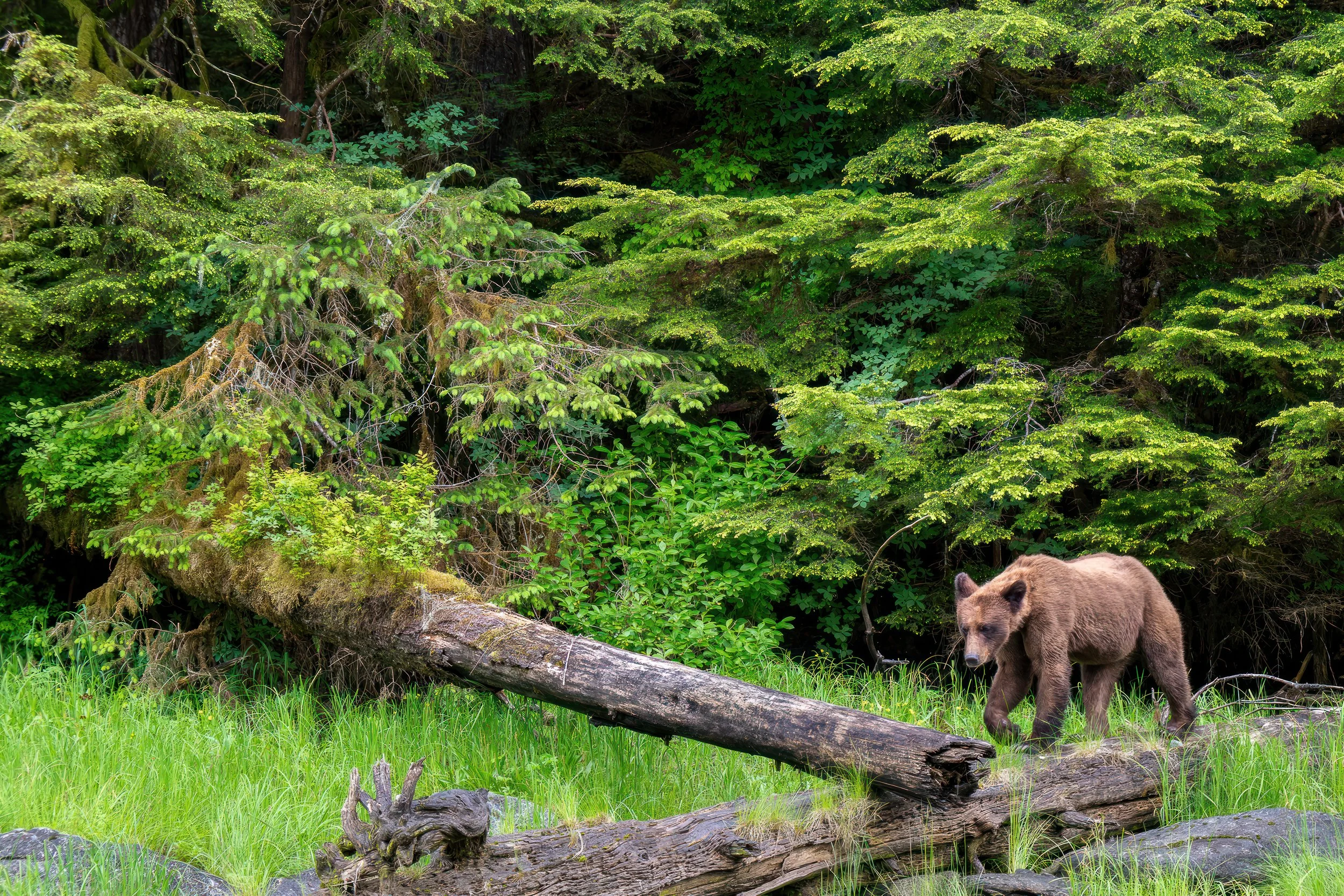 GrizzlyLogWalk-.jpg