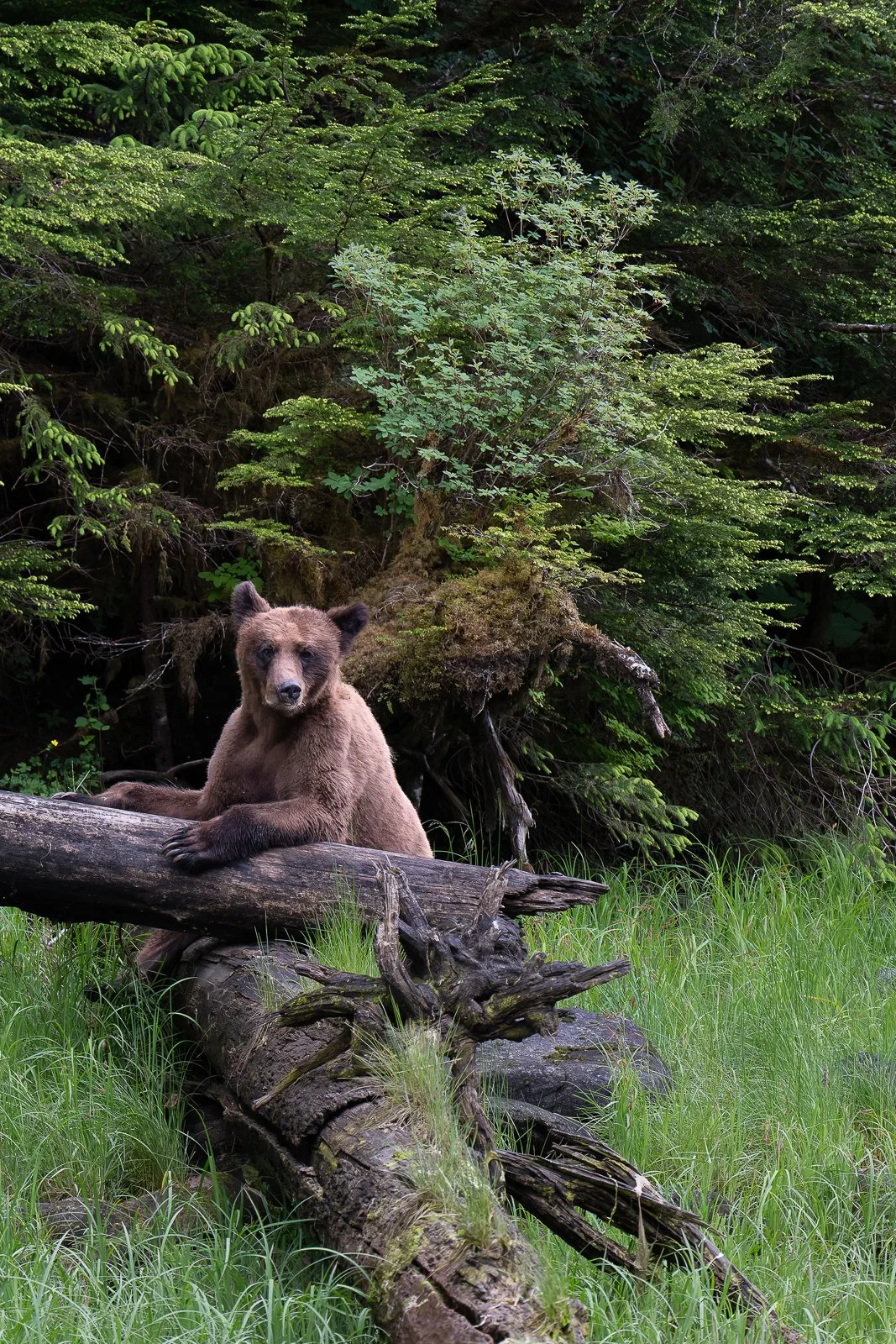 GrizzlyWaitingForService-5779.jpg