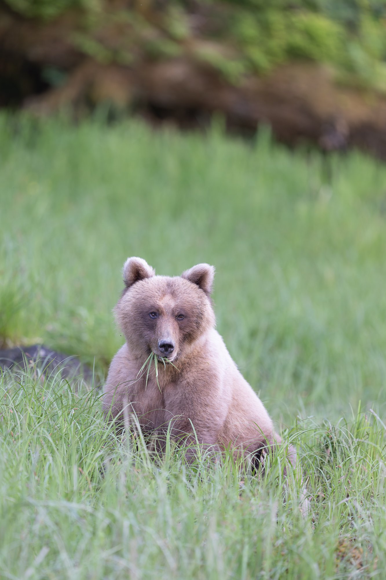Honey Bear in GrassZ9A_7028.jpg