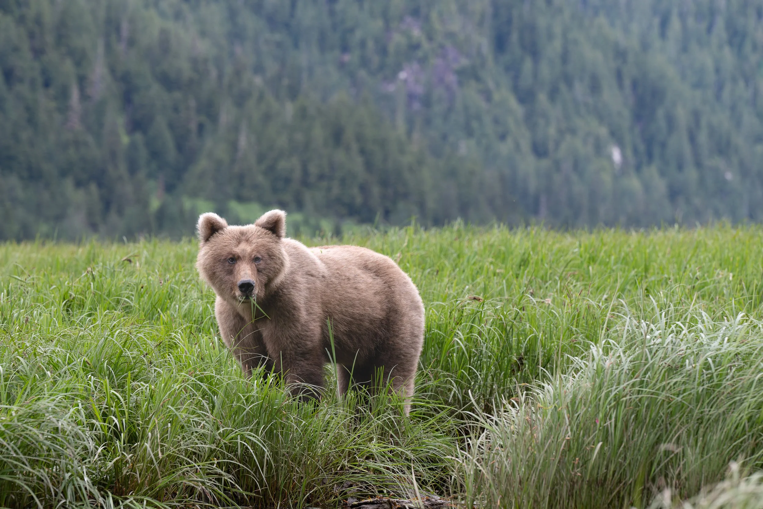 HoneyBear in SedgeZ80_6843.jpg