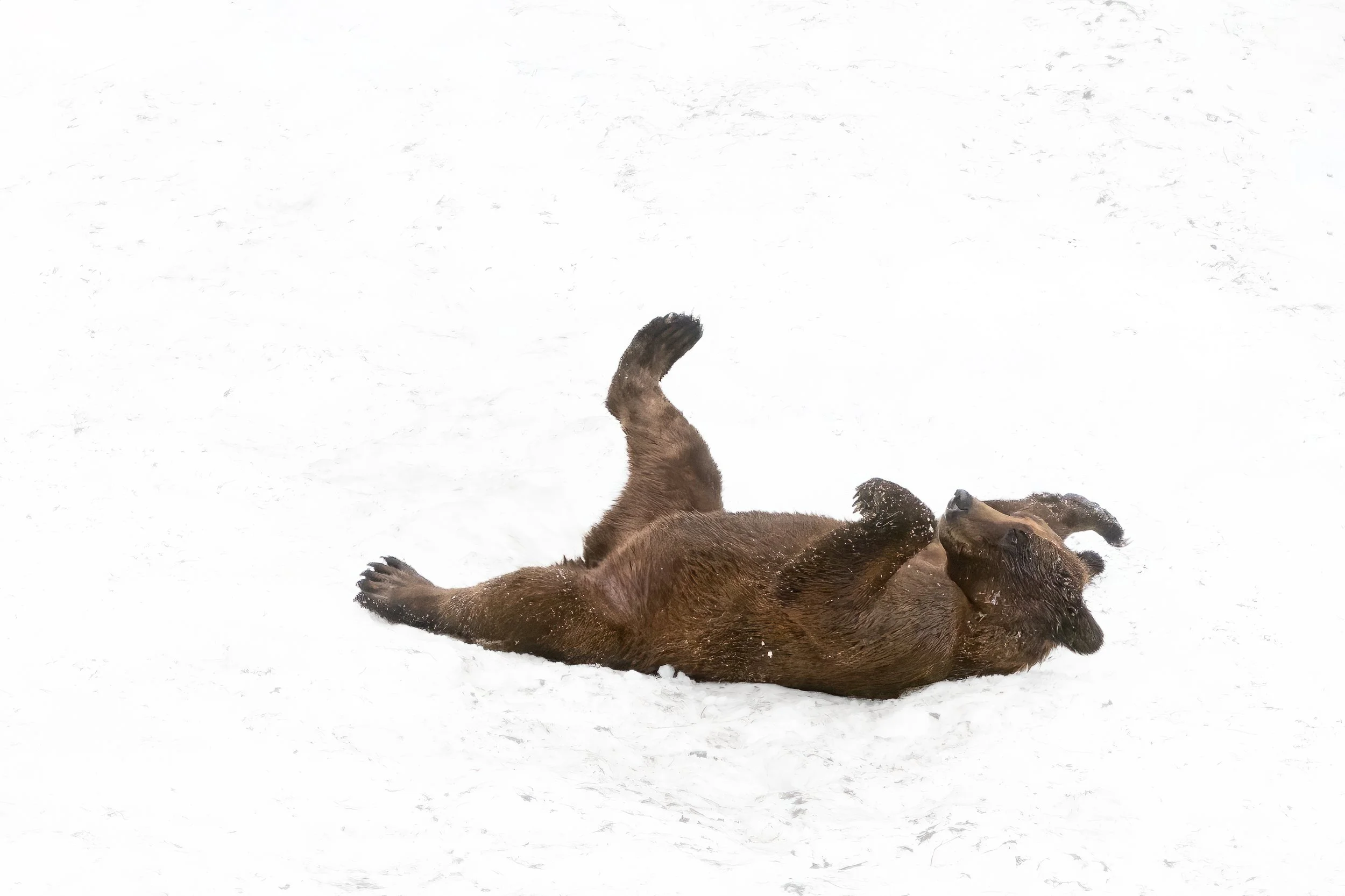 Polar Grizzly Playing-.jpg