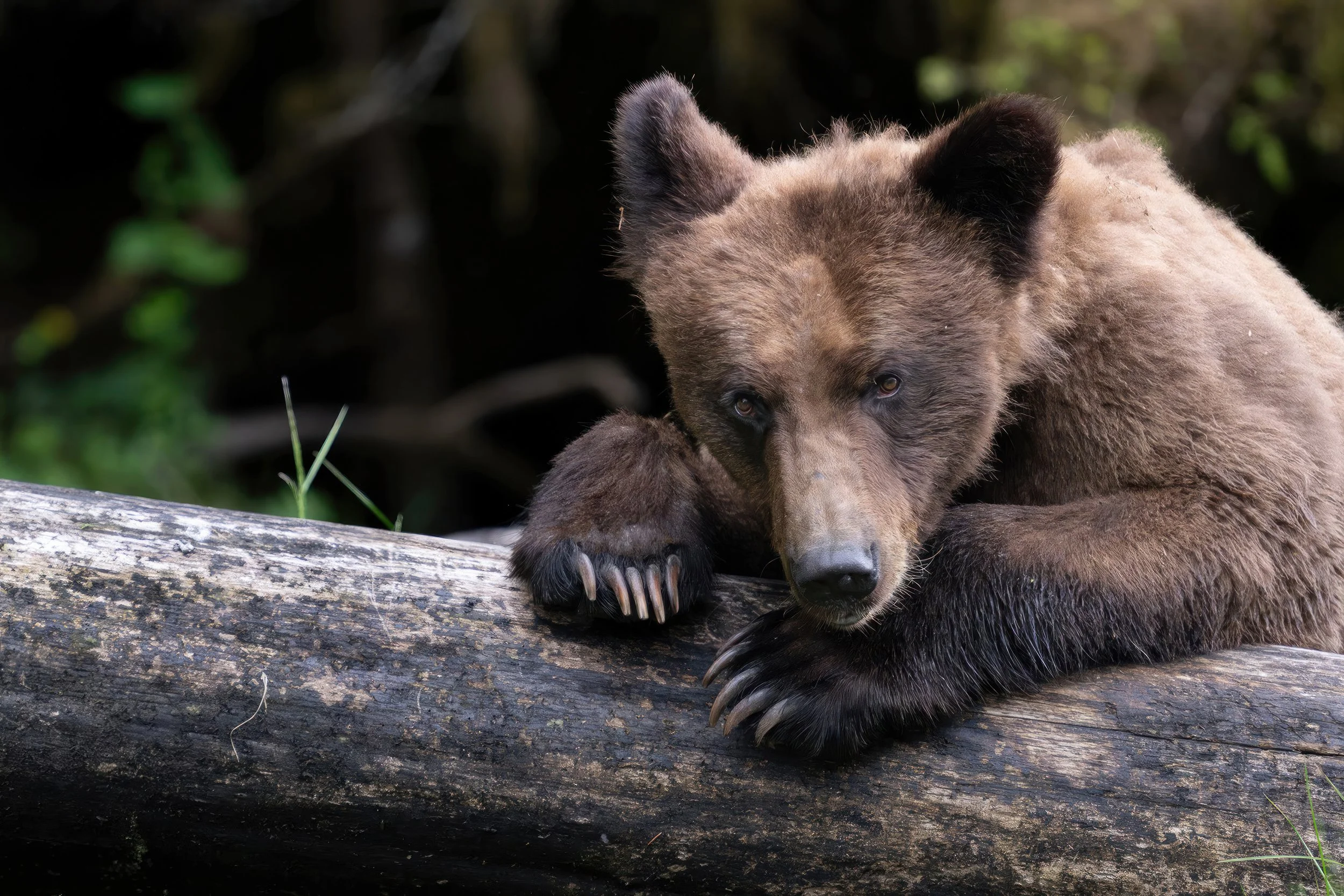 PortraitOfBearZ9B_3817-Edit.jpg