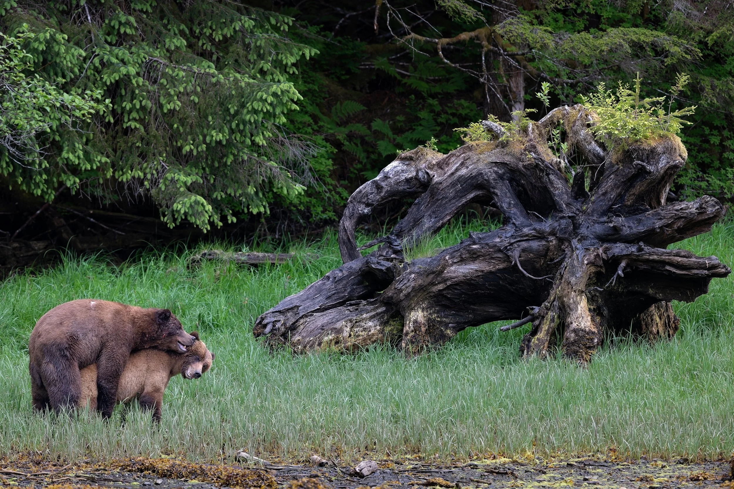 Sex and Tree Stump-6656.jpg