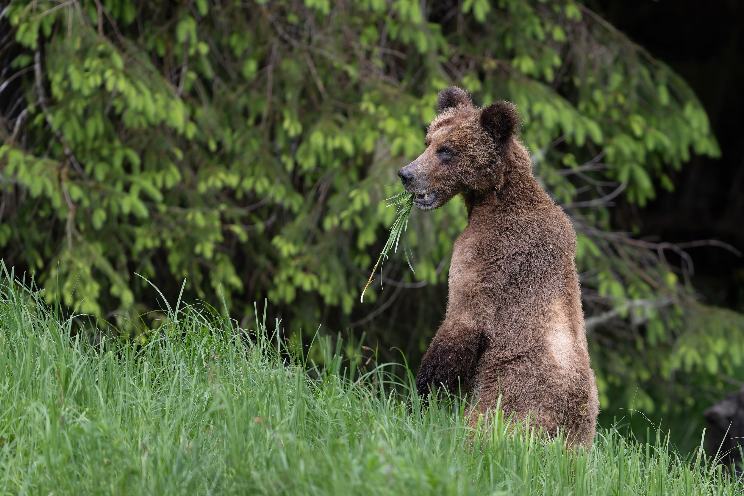 Standing Bear in Grass 20260610-Z9B_3708-Edit.jpg