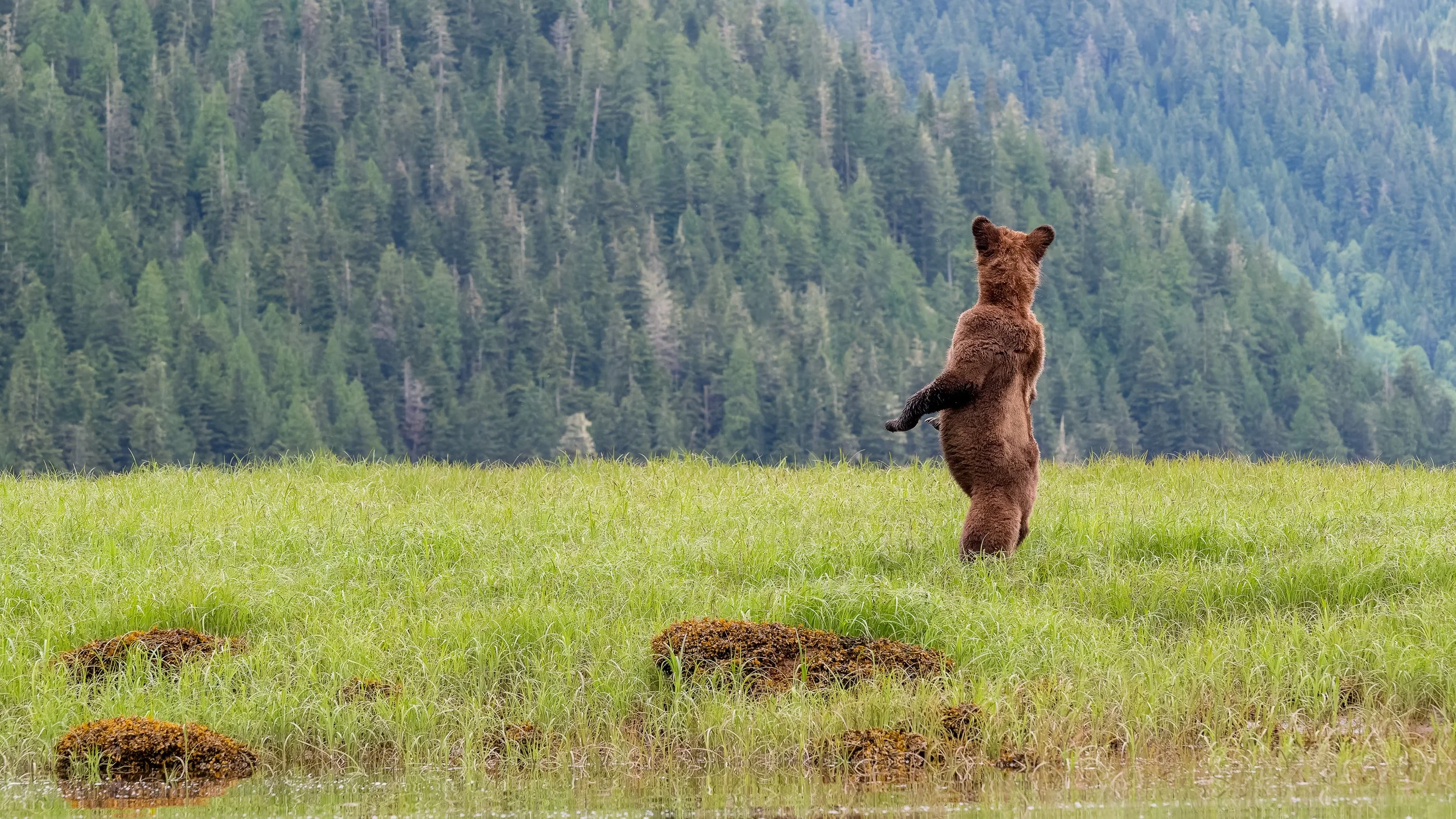 Standing Bear-6396.jpg