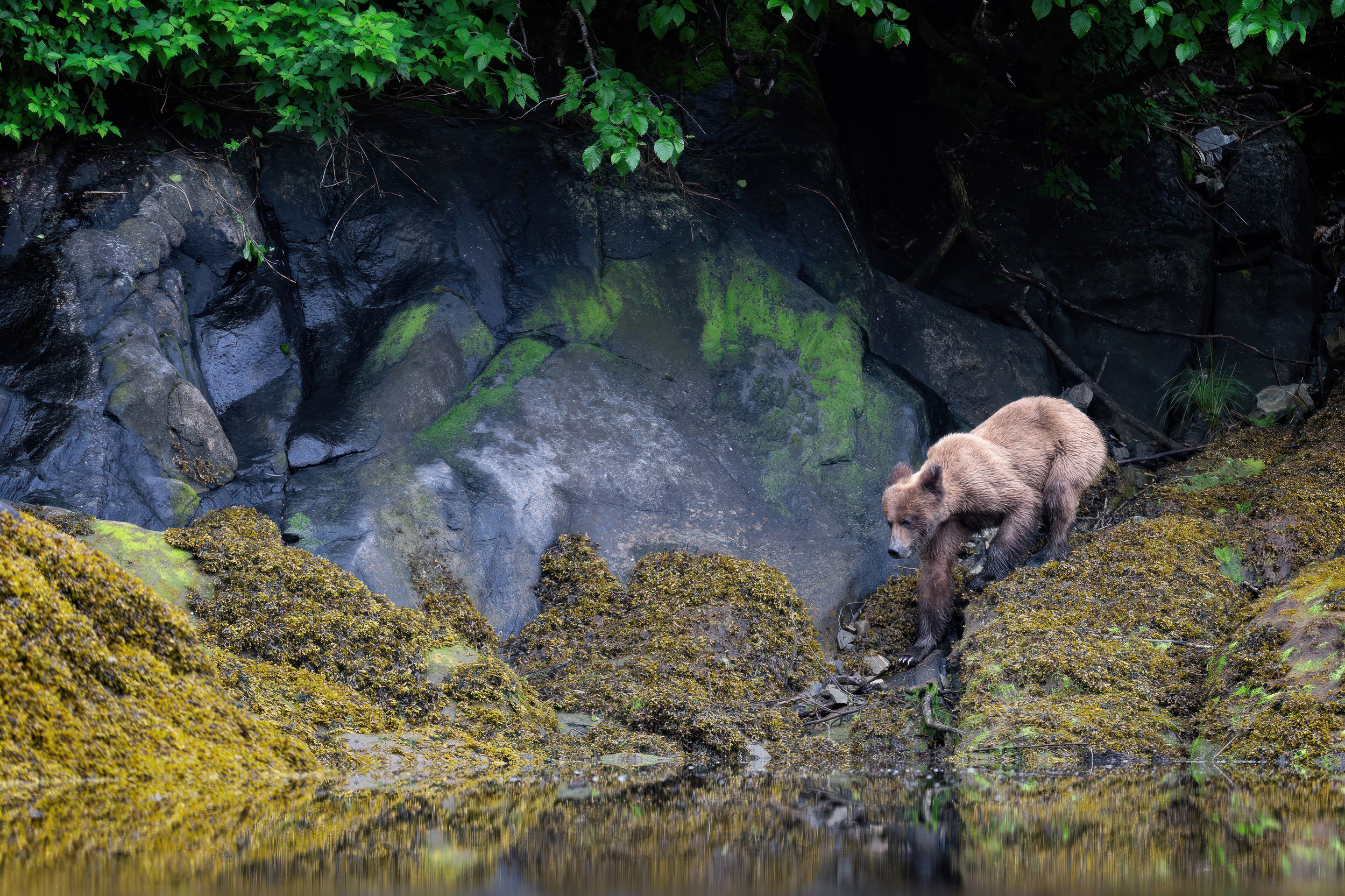 Walking Bear-.jpg