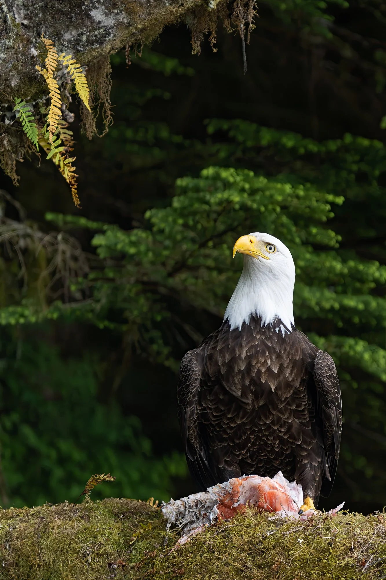 Eagle w SalmonZ9B_4151-Edit-Edit.jpg