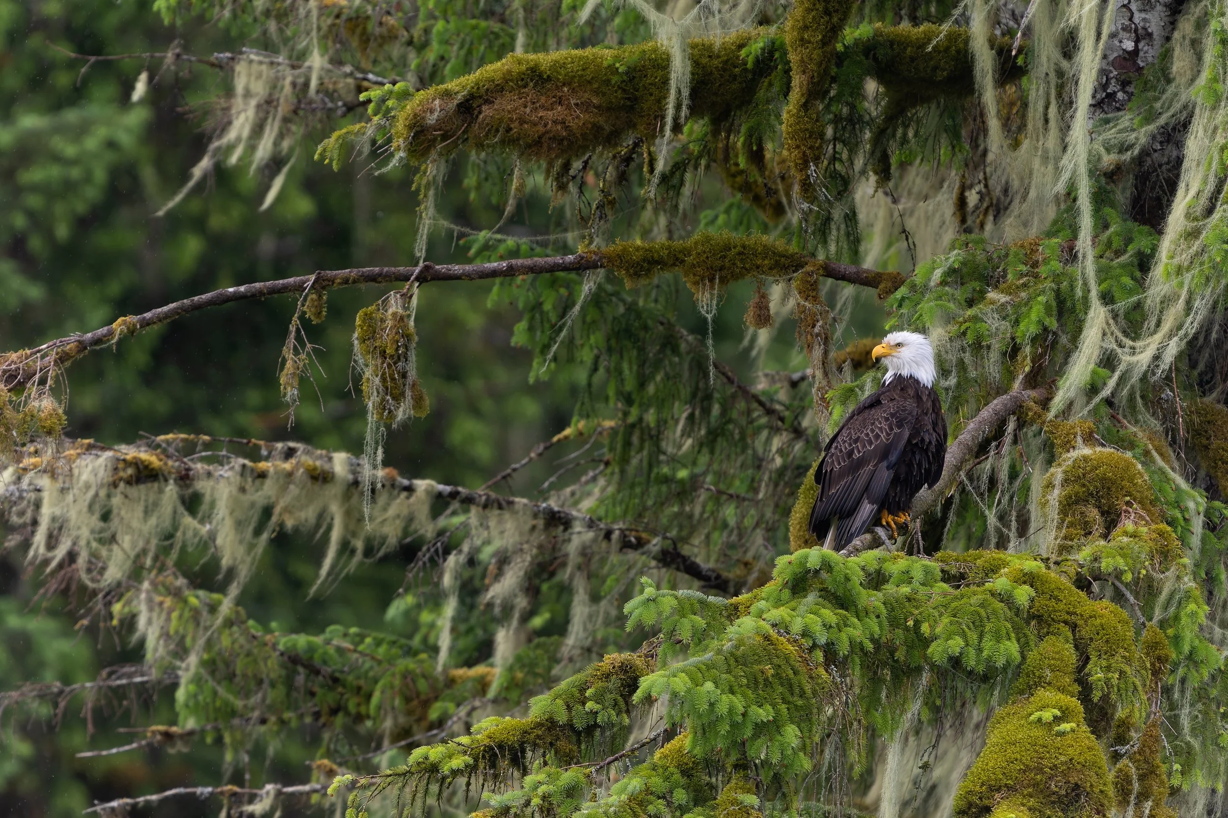 Eagle in Moss Tree-.jpg