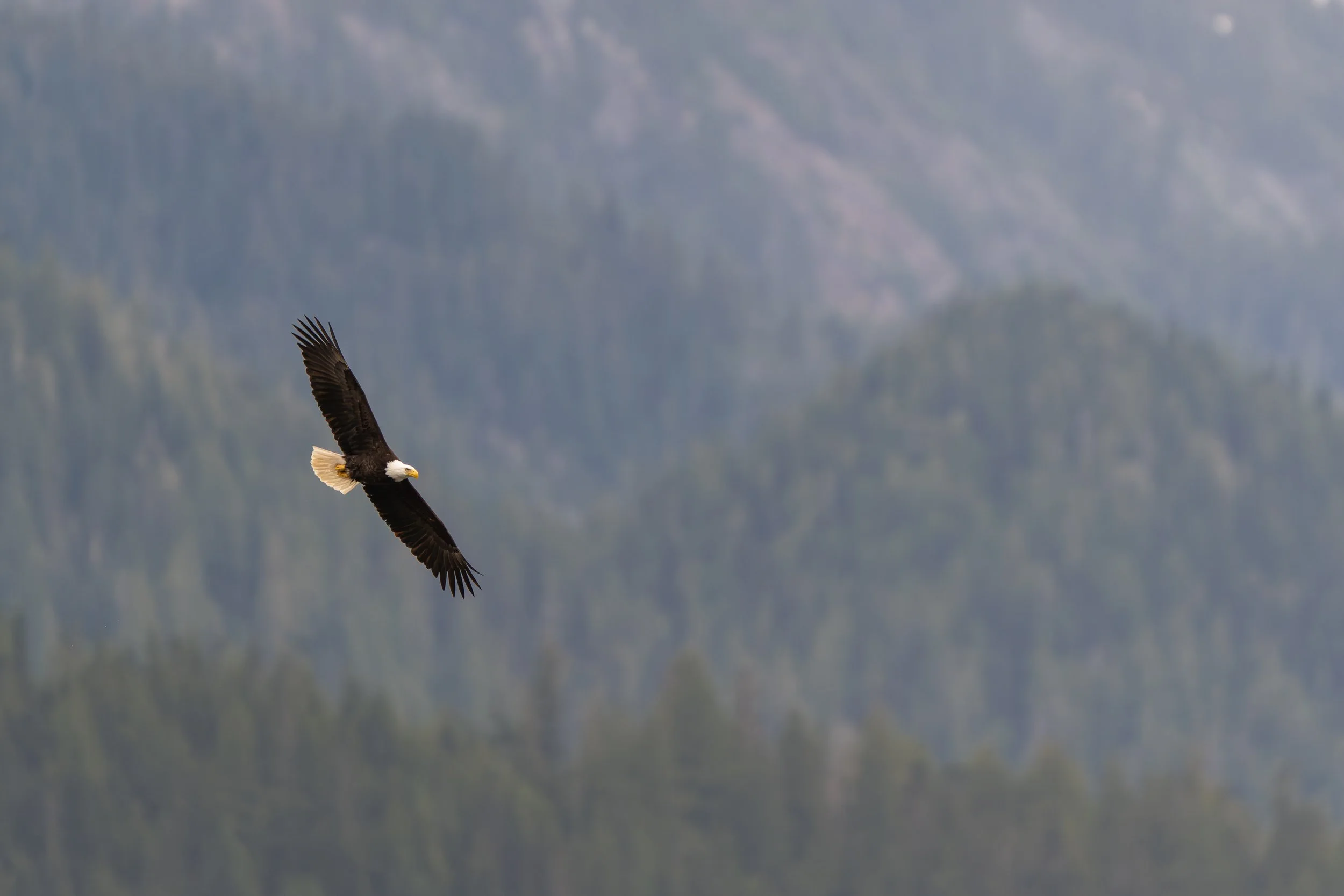 EagleSoaring-4499.jpg