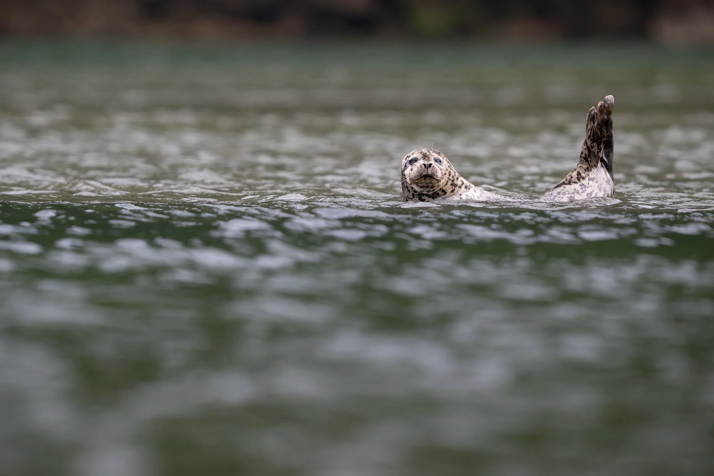 Harbor Seal-4680.jpg
