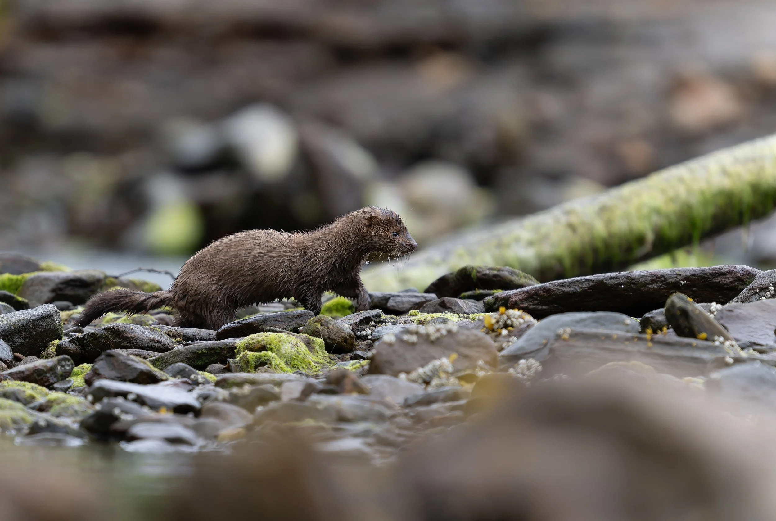 Mink in Khutz20260611-Z9A_6183-Edit.jpg